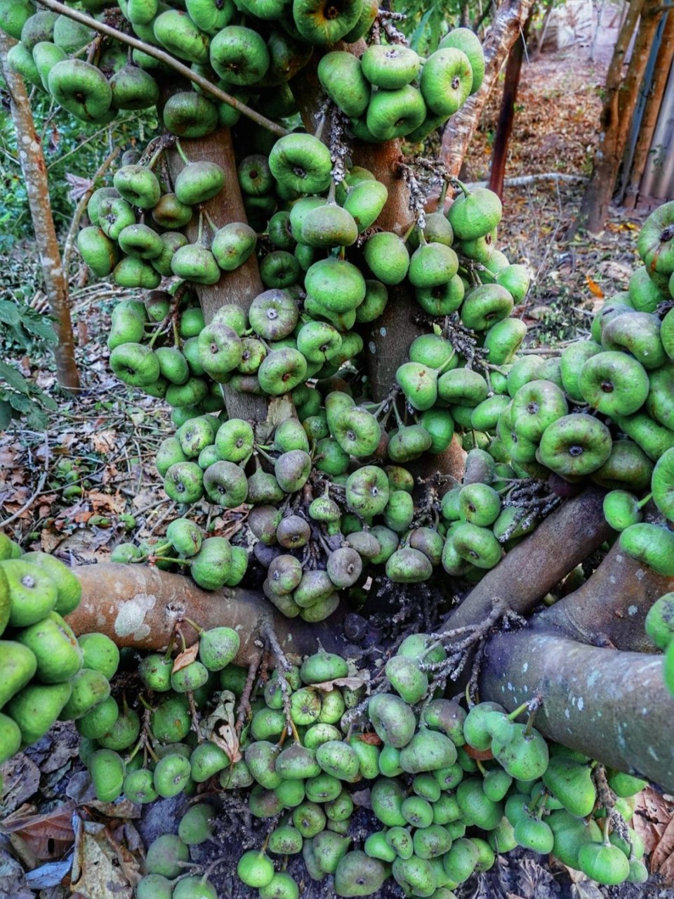 农场里的神秘果树:木瓜榕的魅力与奇特 在我们的农场里,一棵特别的