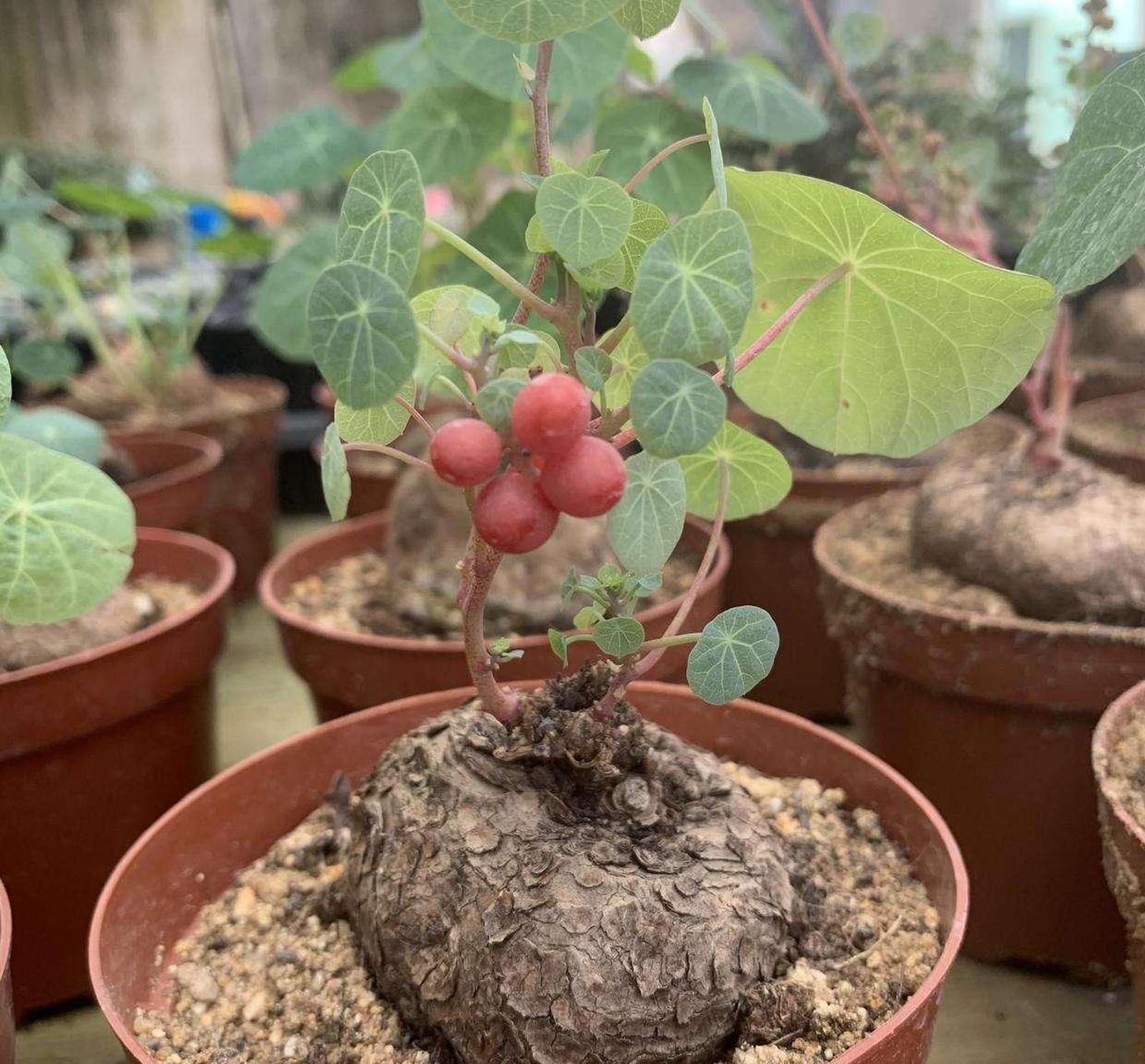 山乌龟有龟壳一样的裂纹,攀爬能力很强 [打call]山乌龟又名金不换,地