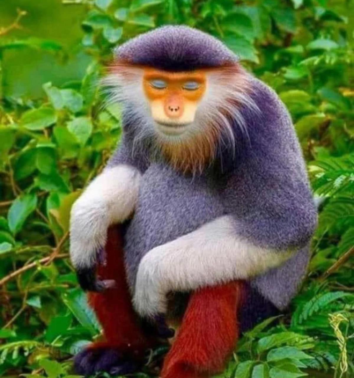 好漂亮的猴子!