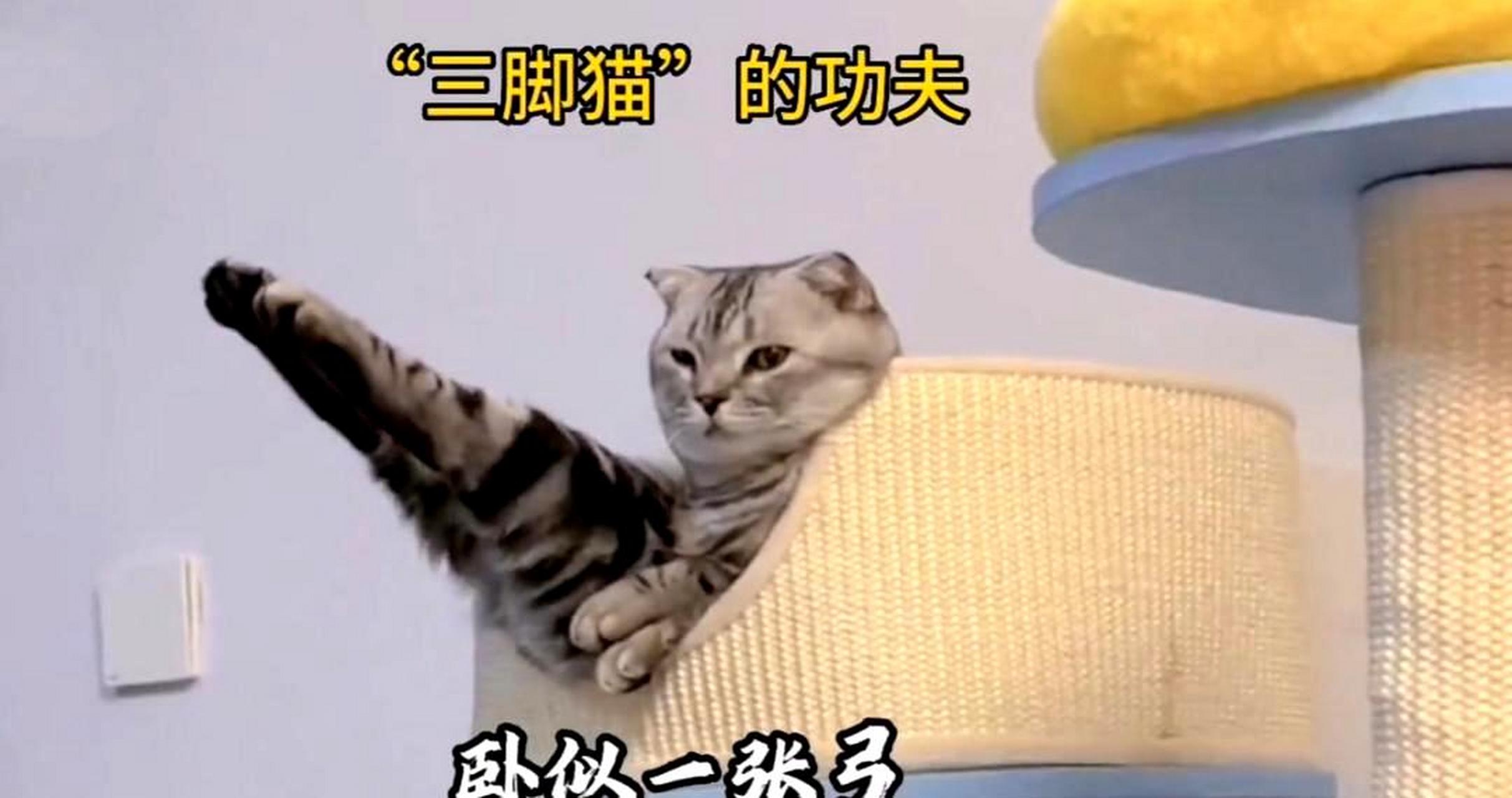 猫咪的"三脚猫"功夫,一定练习了很多次!