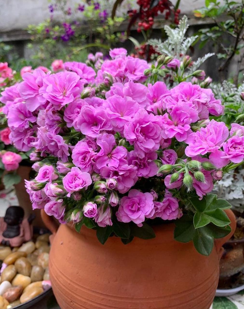 养棵"夏日玫瑰"吧——天竺葵里的经典品种,属于垂吊系列,树形美观,枝