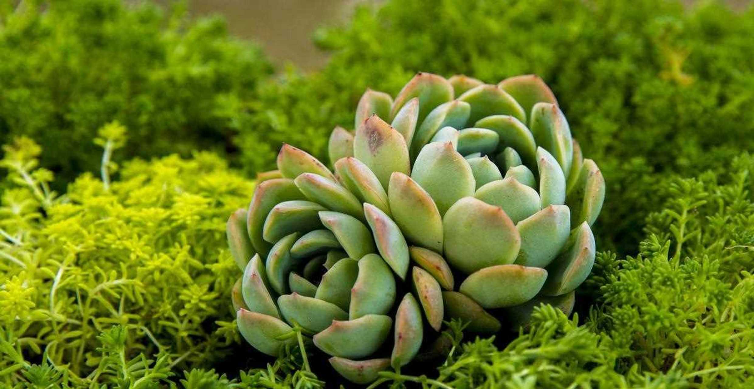 盆栽景天科多肉醉美人,叶片红扑扑似葡萄 醉美人虽然株型小巧玲珑