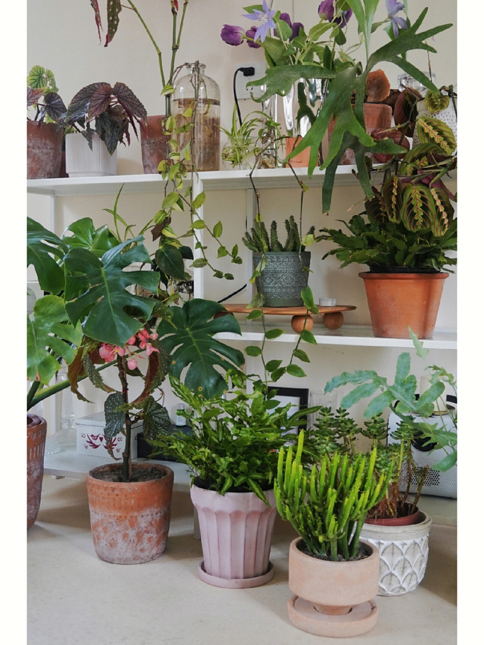 神器植物在我家|我家的绿植大合集(上) 刚开始,我家里想要走诧寂风