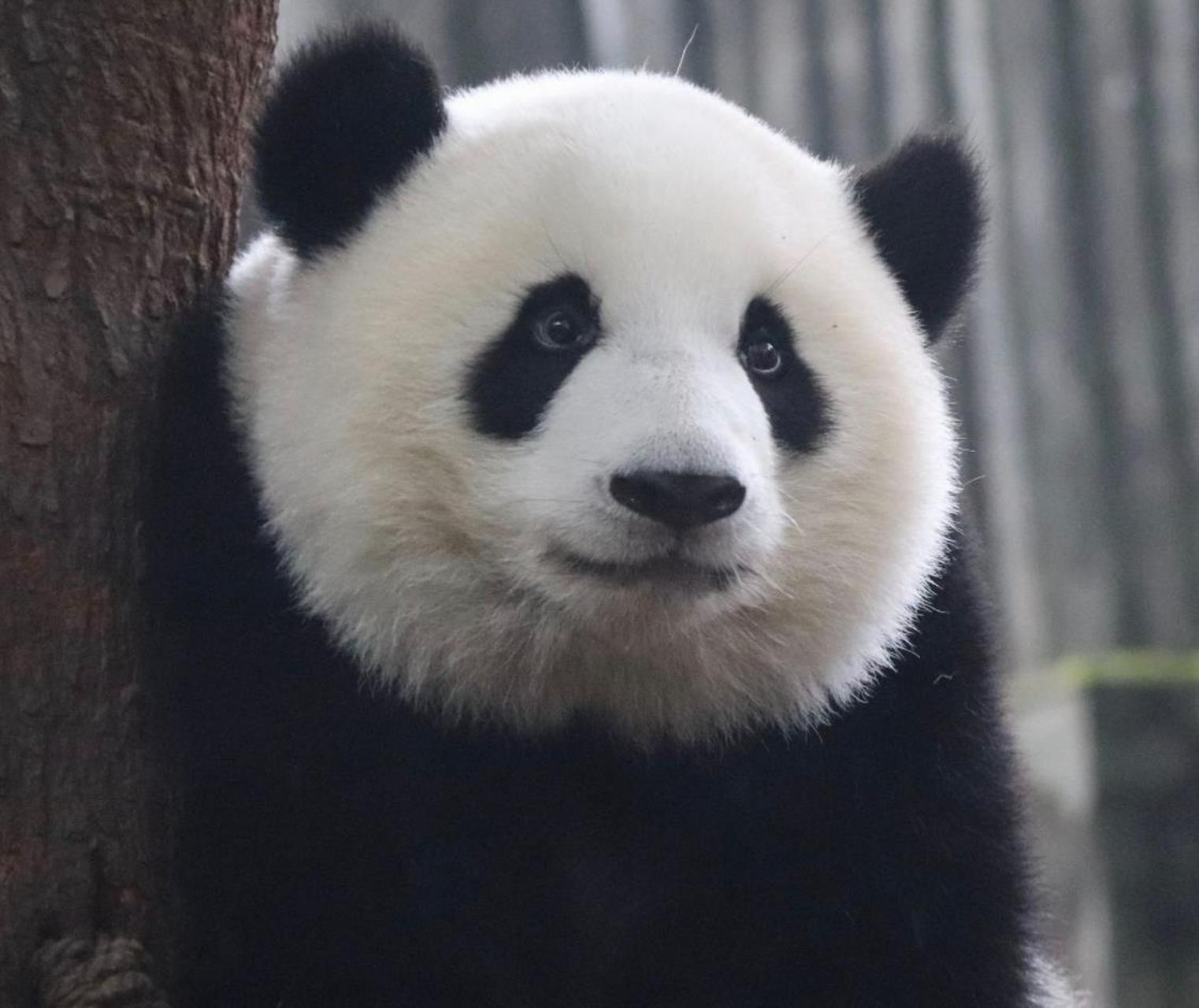 大熊猫萌兰是一只非常帅气的男熊,出生日期是2015年7月4日,它圆圆的