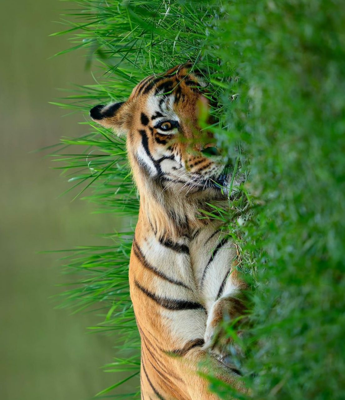 老虎的身姿显得非常威严,它躺在在一片草地上,身躯笔挺而有力,肌肉