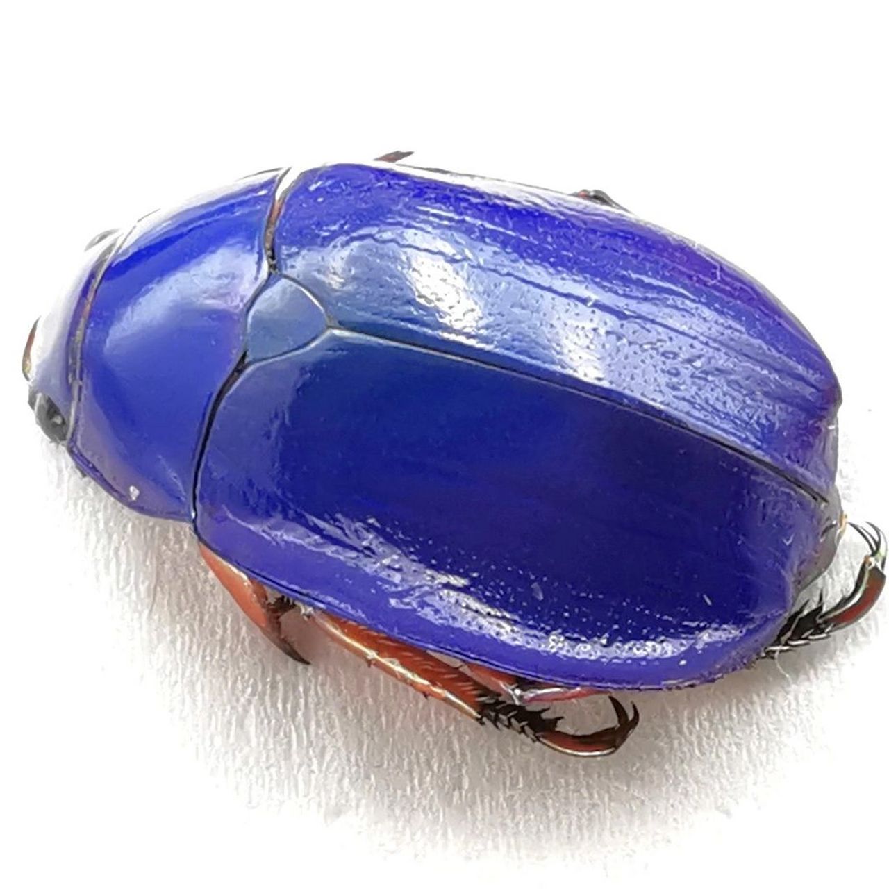 壳是蓝色的虫子图片