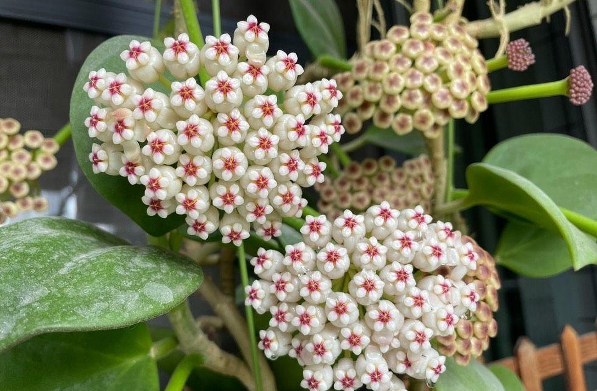 粗蔓球兰,室内盆栽"新宠儿"——耐阴好养活,集观叶,赏花,闻香于一身