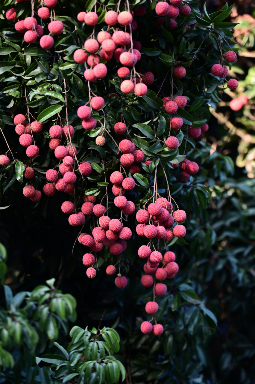 出门走一圈,村头巷尾的荔枝林里,火红的荔枝挂满枝头,像一串串红灯笼