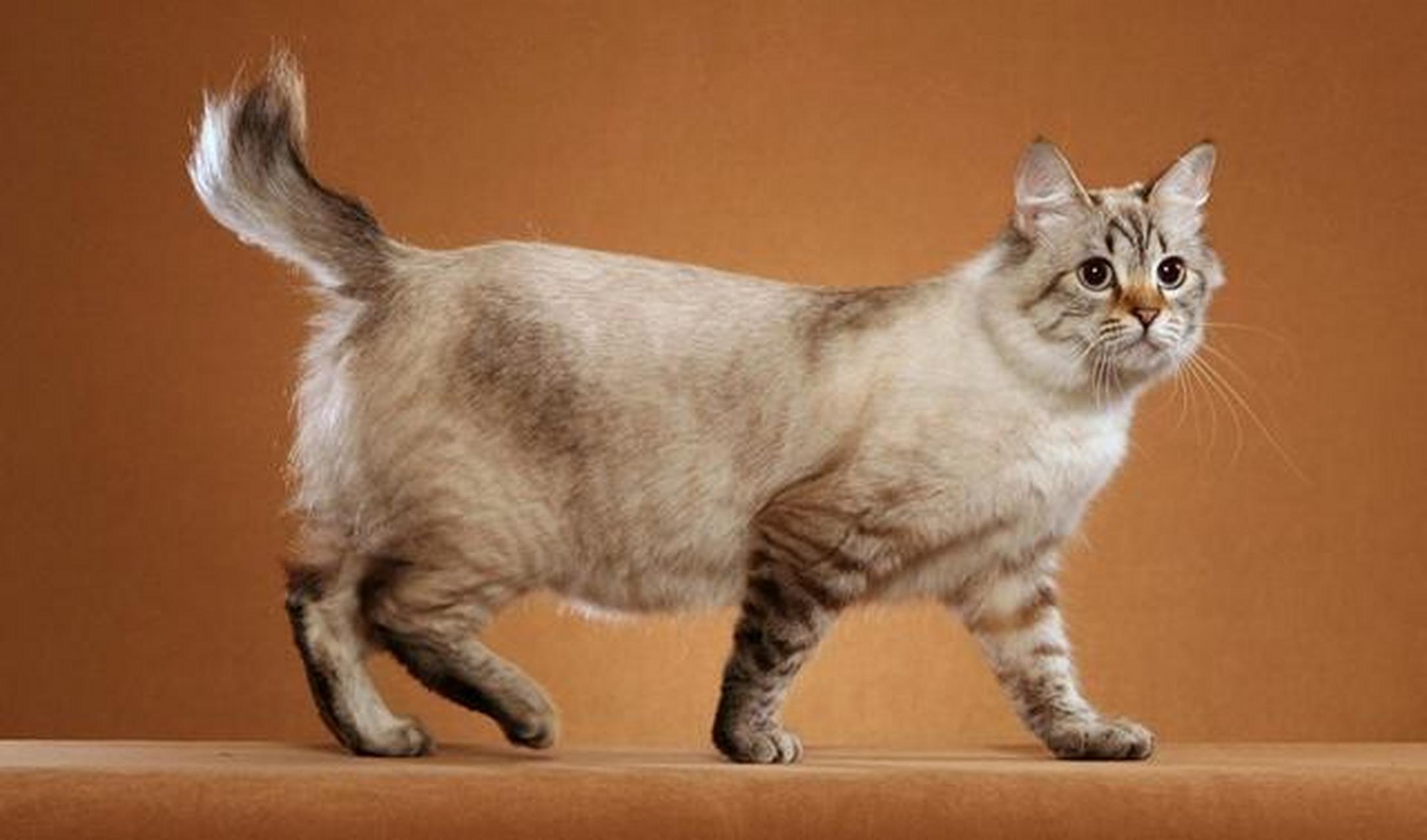 短尾猫的尾巴图片