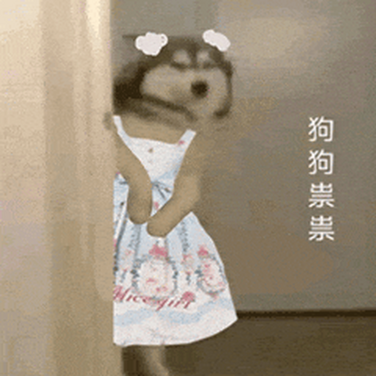 狗狗祟祟表情包(奇迹暖暖变装版)
