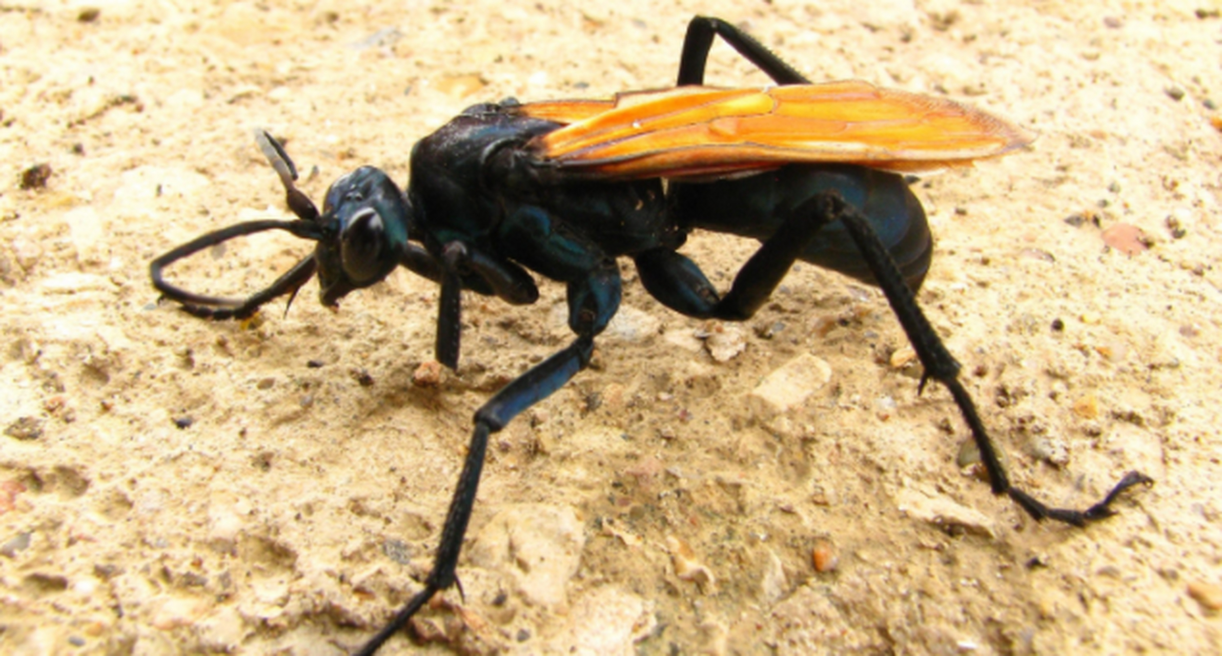 世界上蜇人最痛苦的十大昆虫:沙漠蛛蜂(tarantula hawk)  沙漠蛛蜂