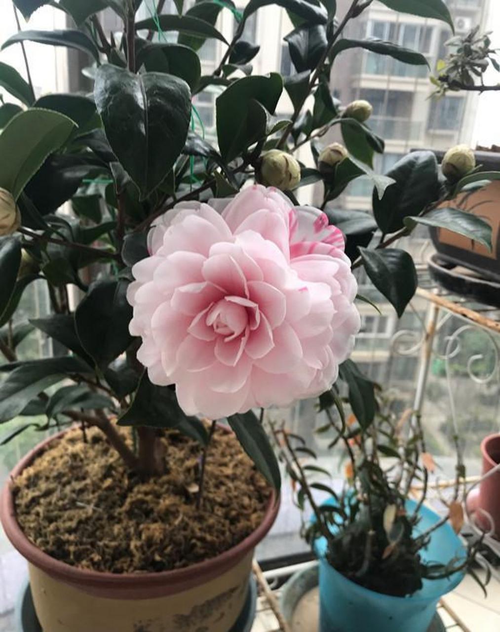 世界名花"乔伊·肯德里克",茶花界的"仙女",树姿美观,直立紧凑,叶色