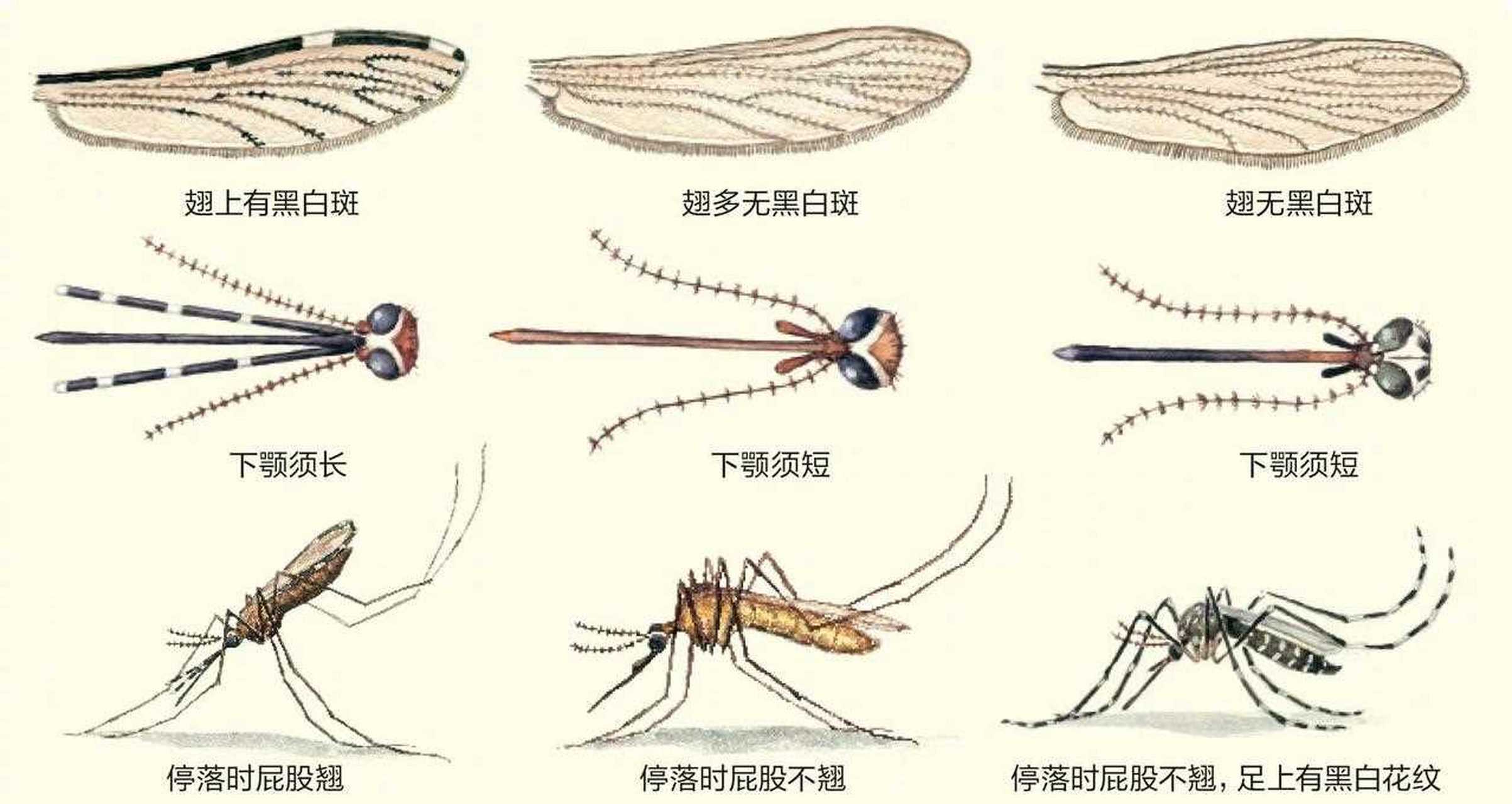 双翅目触角图片