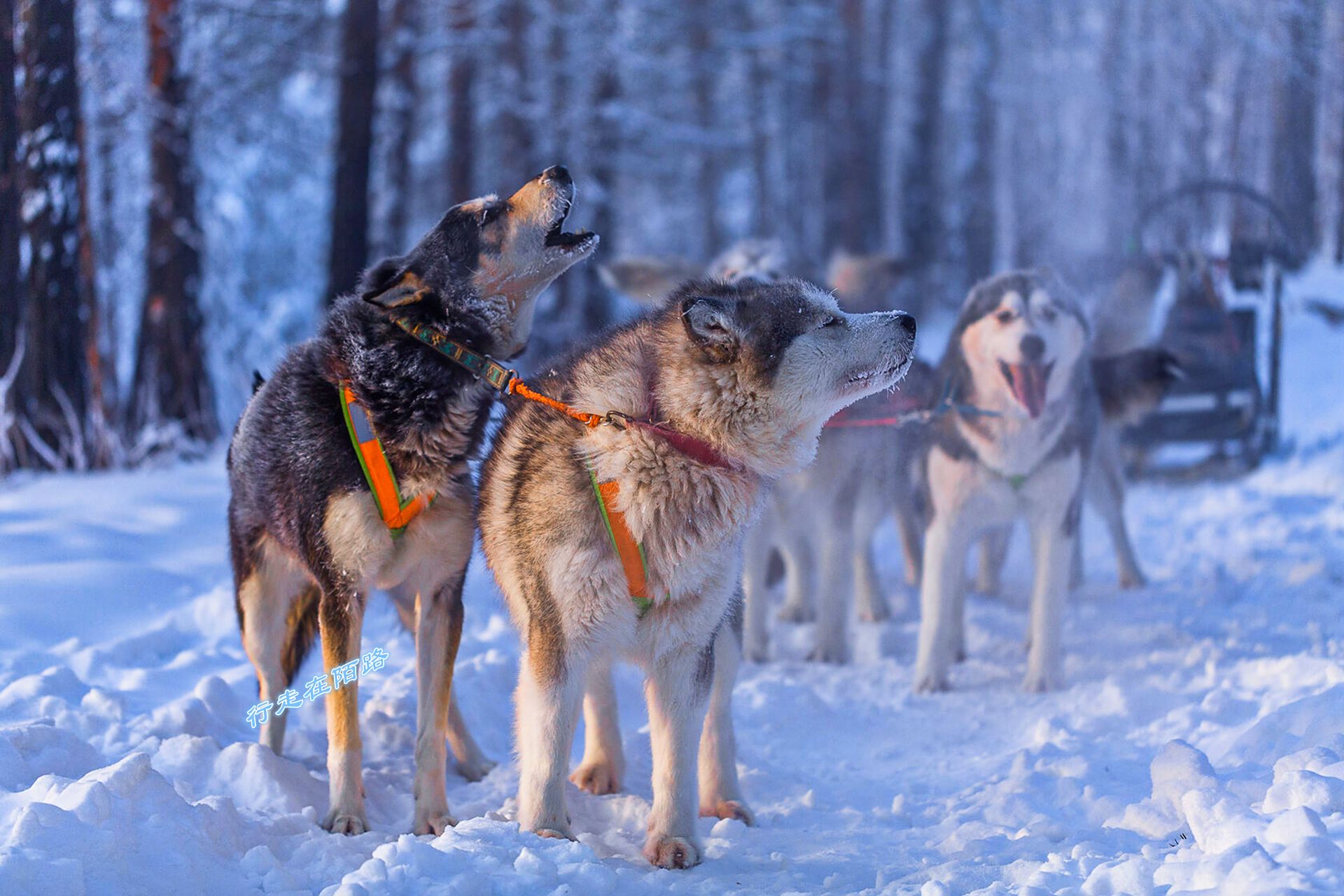 随手拍的冬季封神照片# 奥伊米亚康的哈士奇,纯正的西伯利亚雪狼后裔