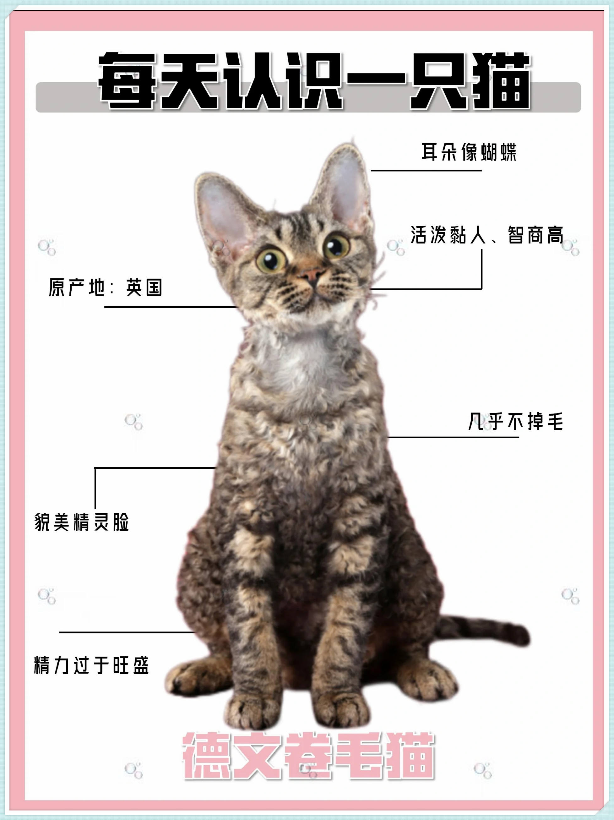 德文卷毛猫好养吗图片