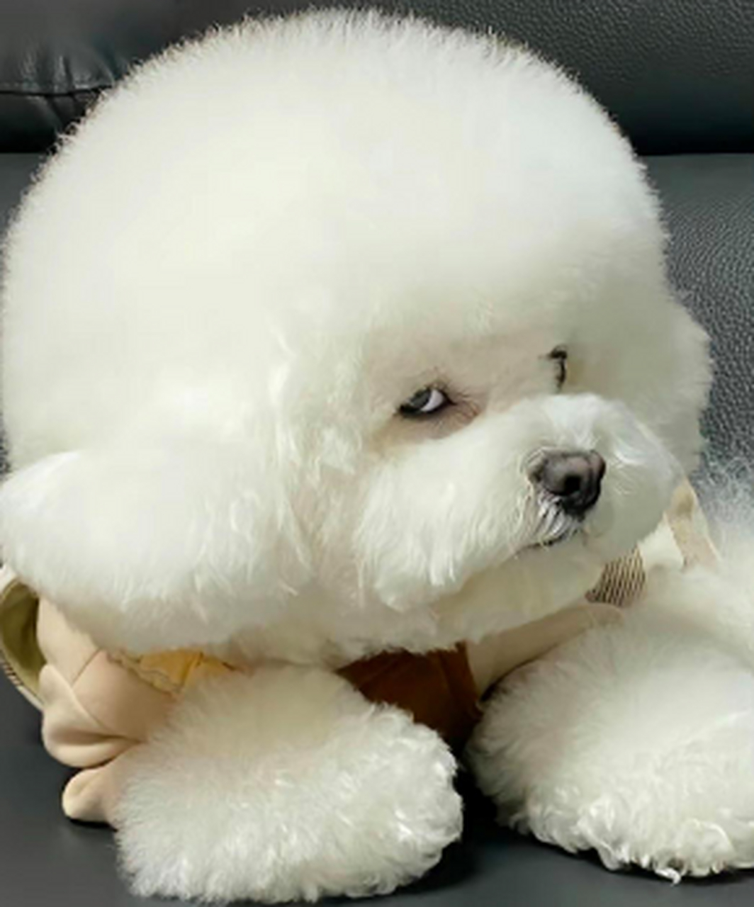 生气的小狗狗,小眼翻的贼可爱.