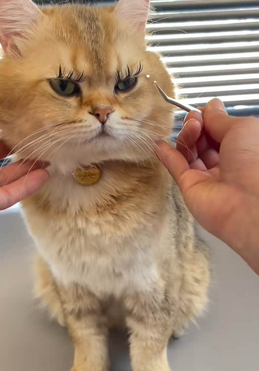 给猫贴上假睫毛真的很漂亮[开心]