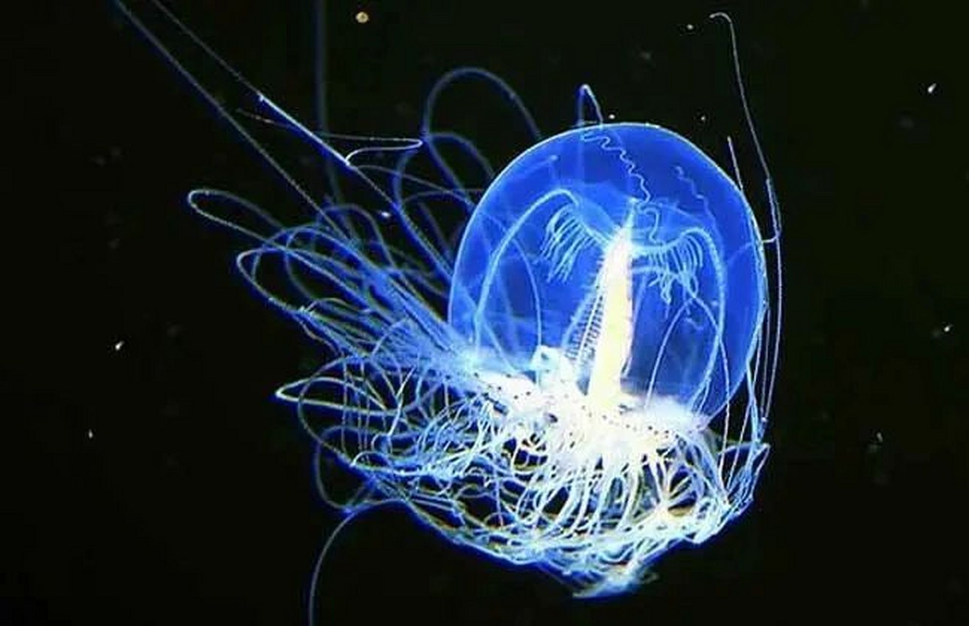 灯塔水母—可以永生 这是一种小型水母 身体呈现钟型 直径4-5毫米