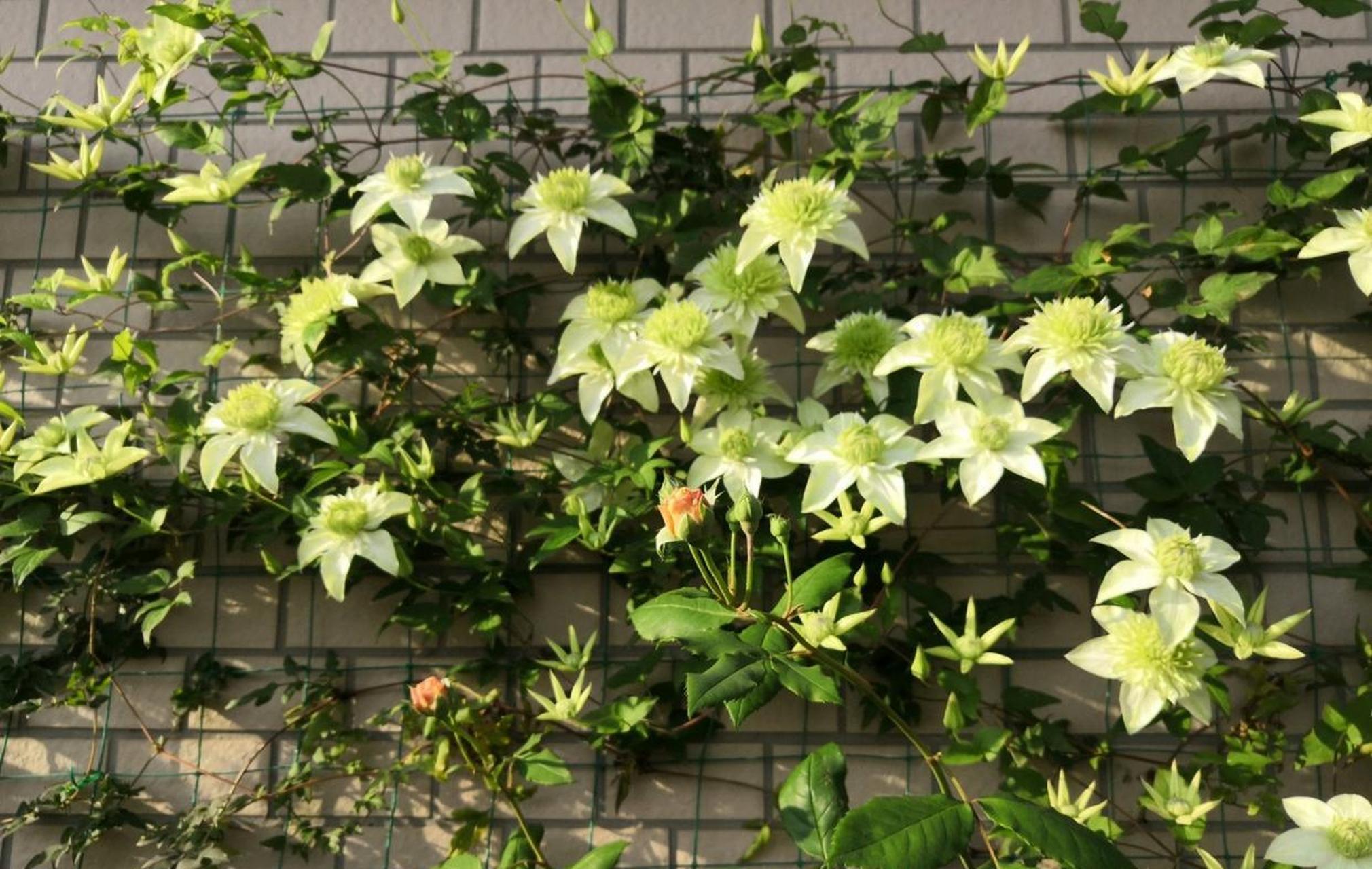 小绿(绿玉),一款很小清新的铁线莲,花朵是绿白绿白的,花型重瓣,玫瑰花