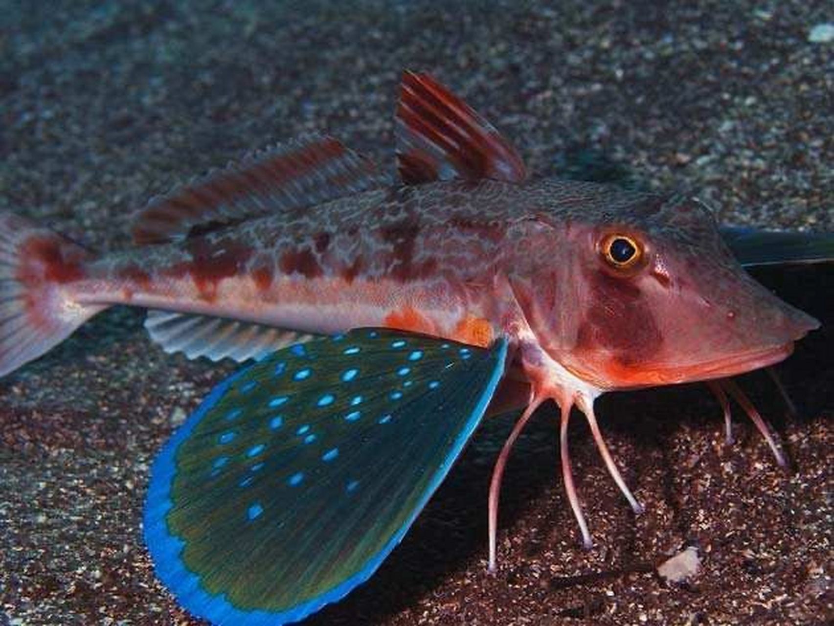 海洋生物-飞角鱼 豹鲂鮄 73 热带及亚热带稍小型海鱼,底层海鱼,栖息