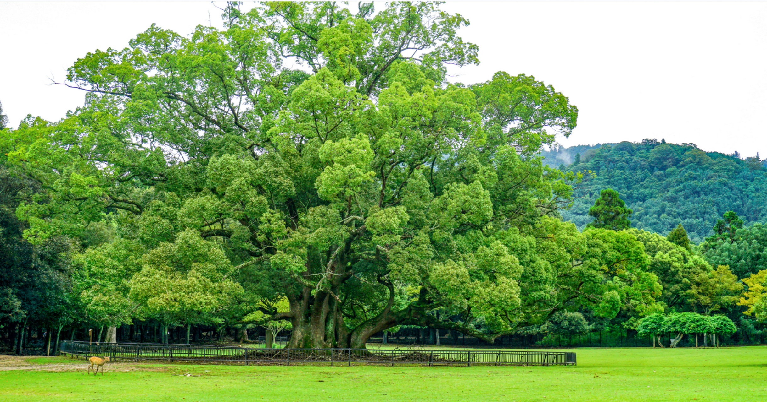 生命树意象疗法学习与成长小组第13期第6次活动回顾  在本次课程活动