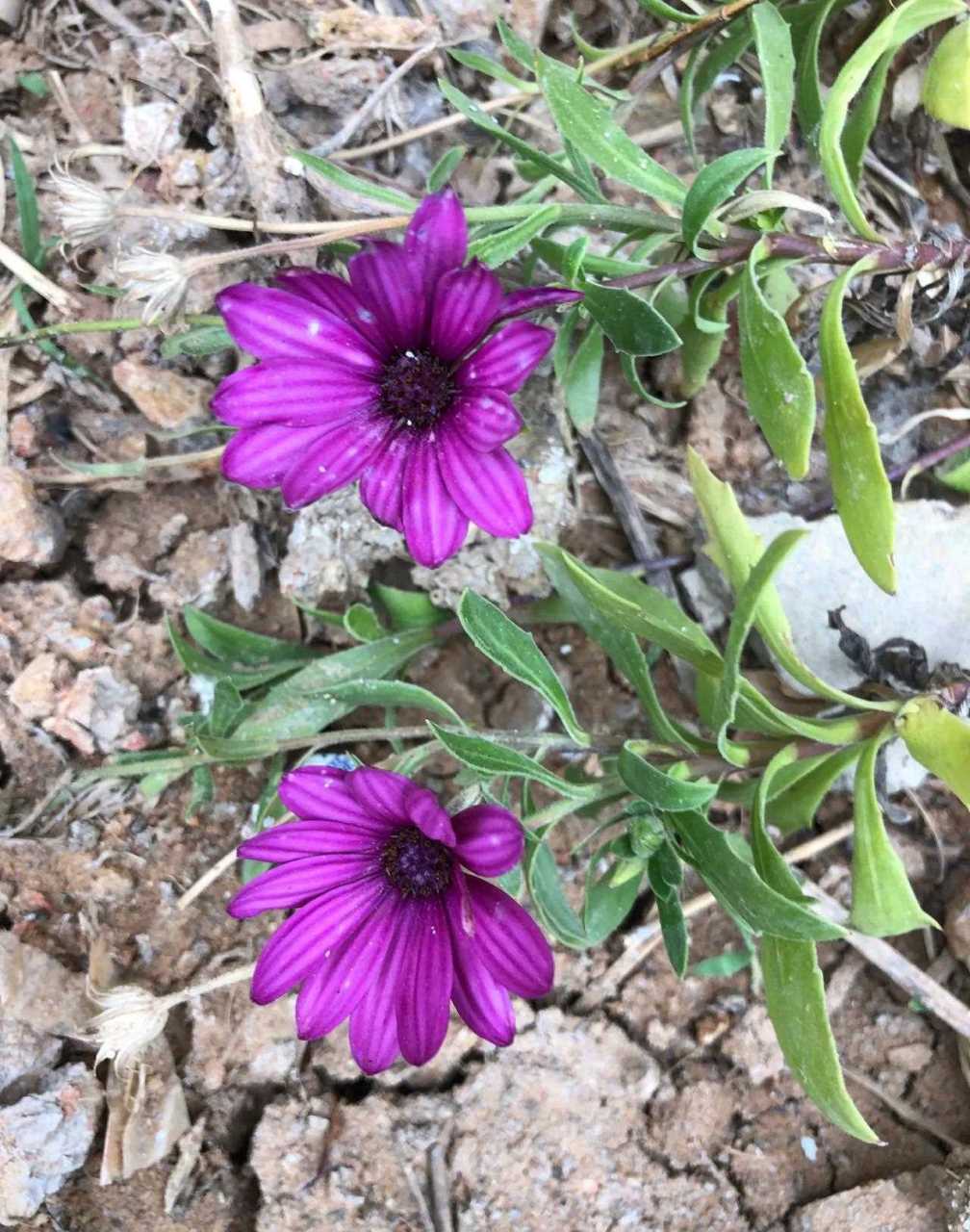 铁线莲,别名铁线牡丹,番莲,金包银,山木通,威灵仙.