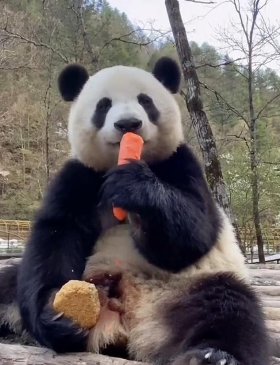 大熊猫小馨于2017年7月26日出生,现在有六岁啦!最喜欢吃南瓜