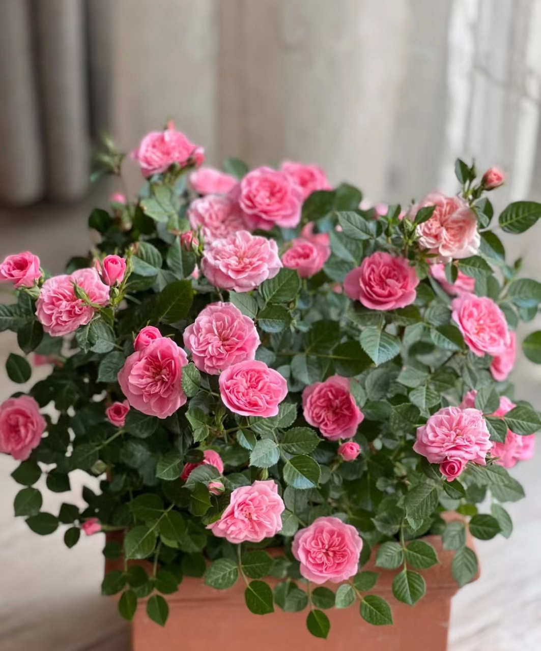 一款"冷门"但很优秀的微型月季花——恋人印记,又名心上人,植株低矮