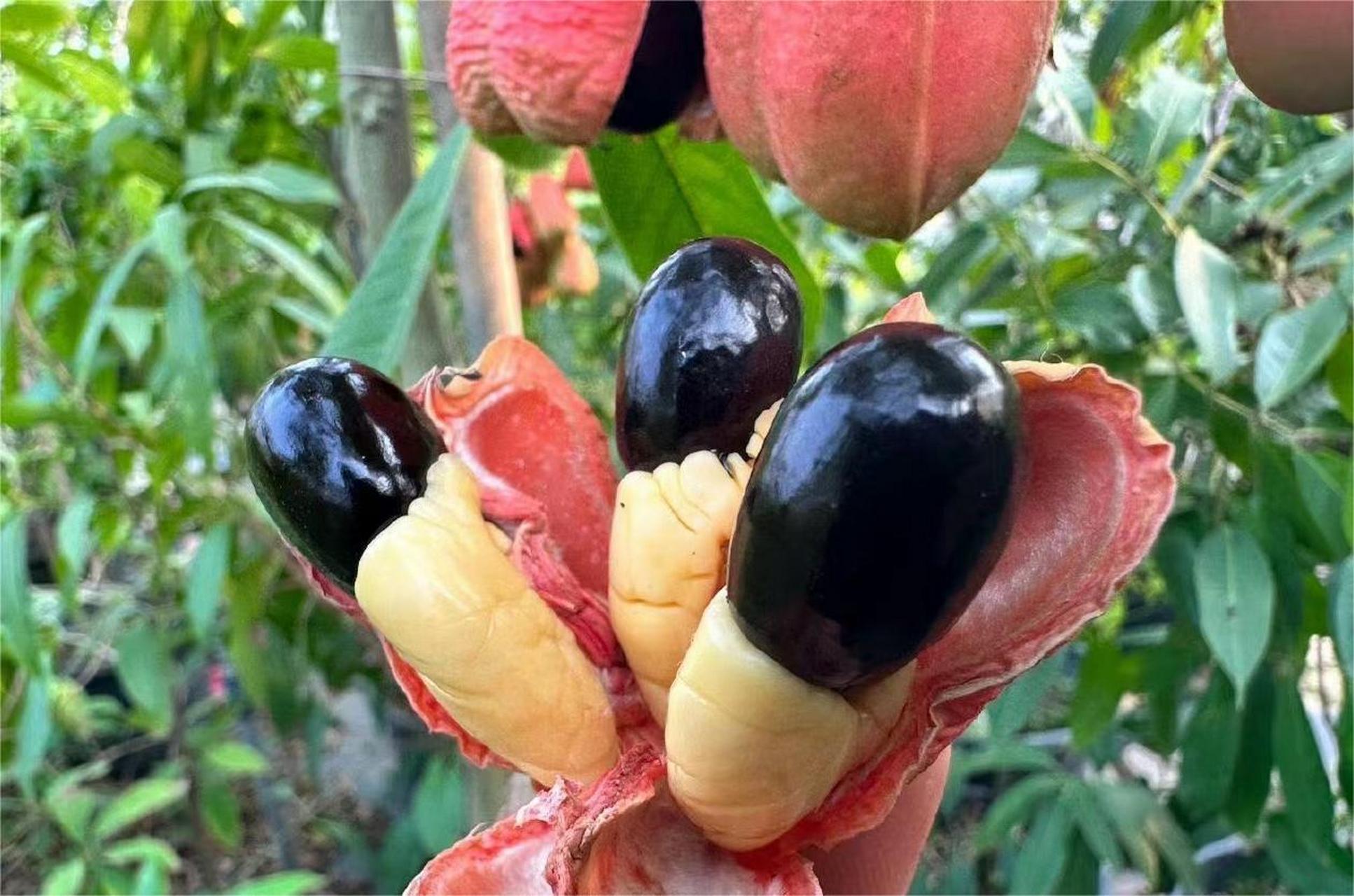 西非荔枝果是牙买加的国果,也可以称为蔬菜大脑.