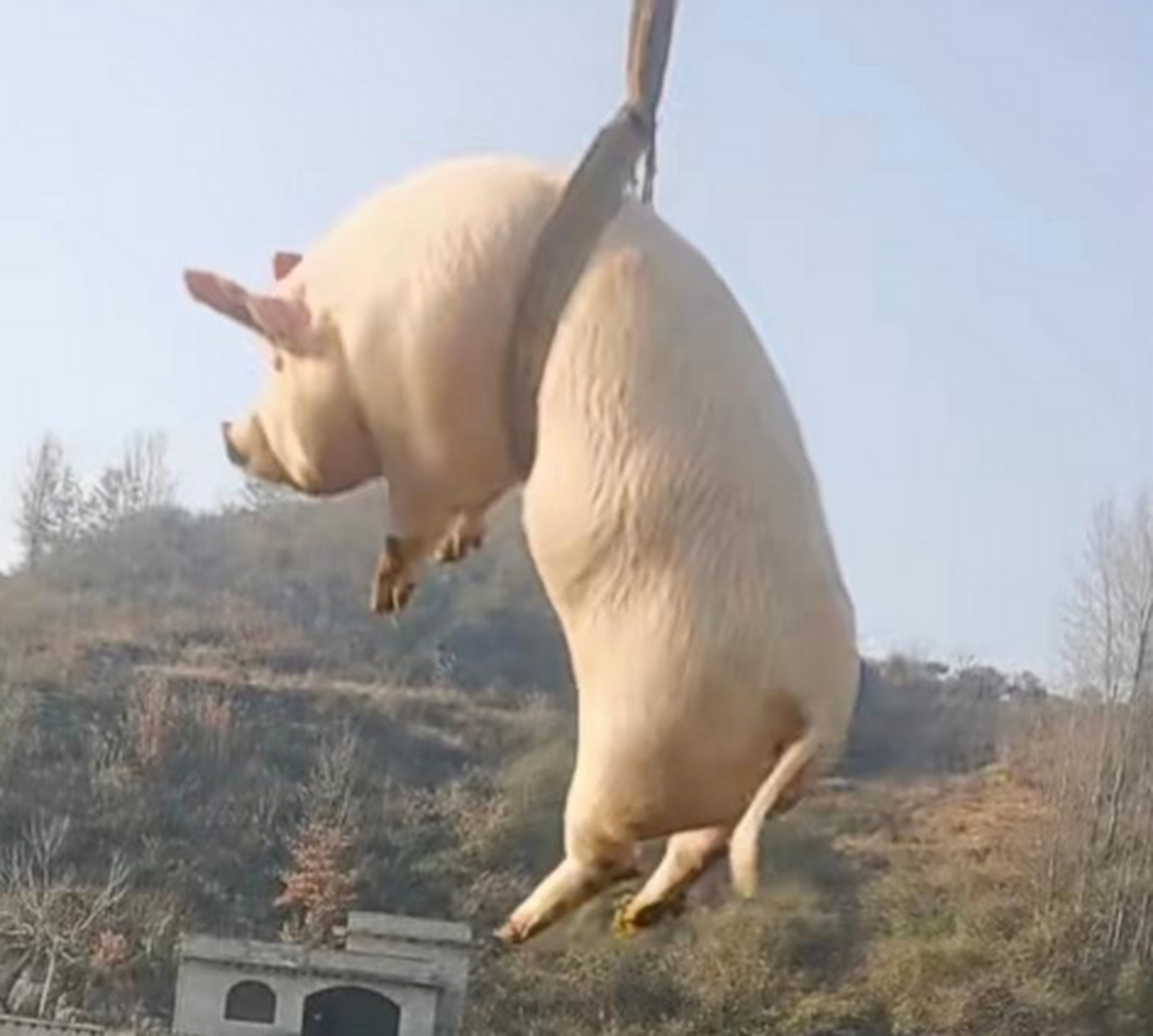 猪也没想到,这辈子还能荡秋千