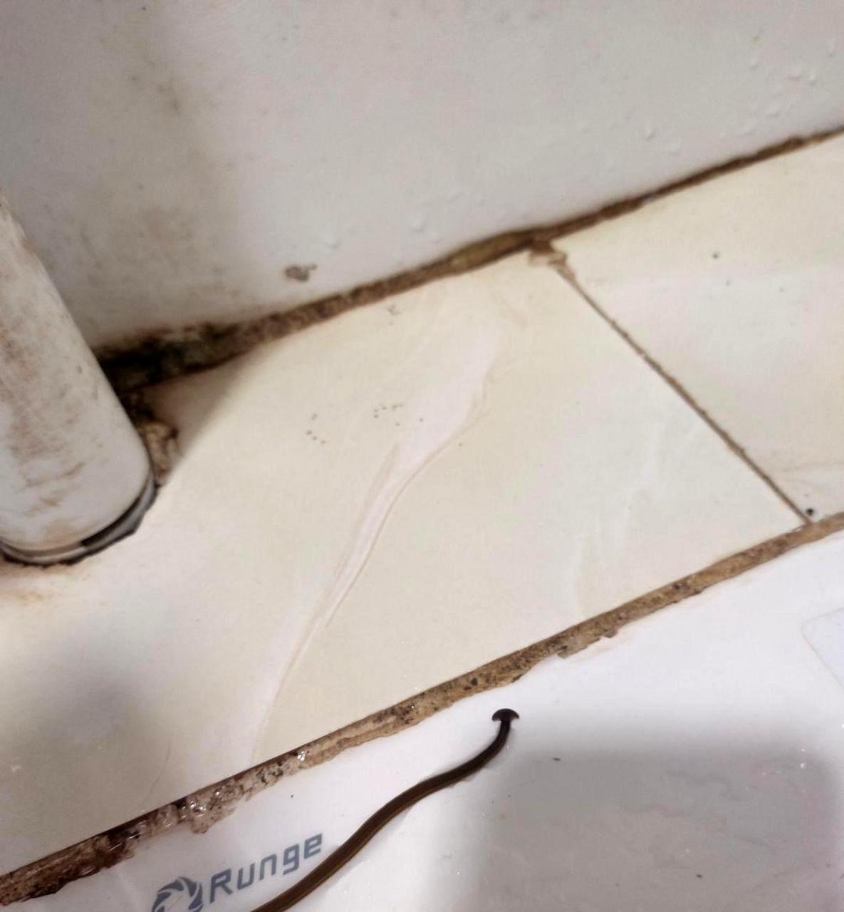 我在卫生间看到了一条虫子,想知道它是什么物种.