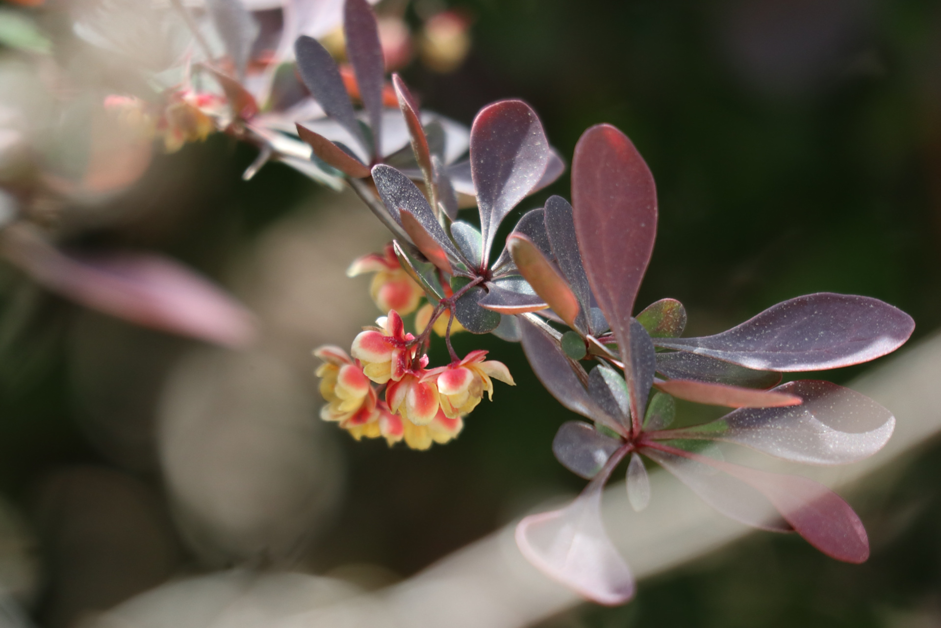 紫叶小檗又叫红叶小檗,是一种叶,花,果俱佳的观赏性花木#金秋图文动态