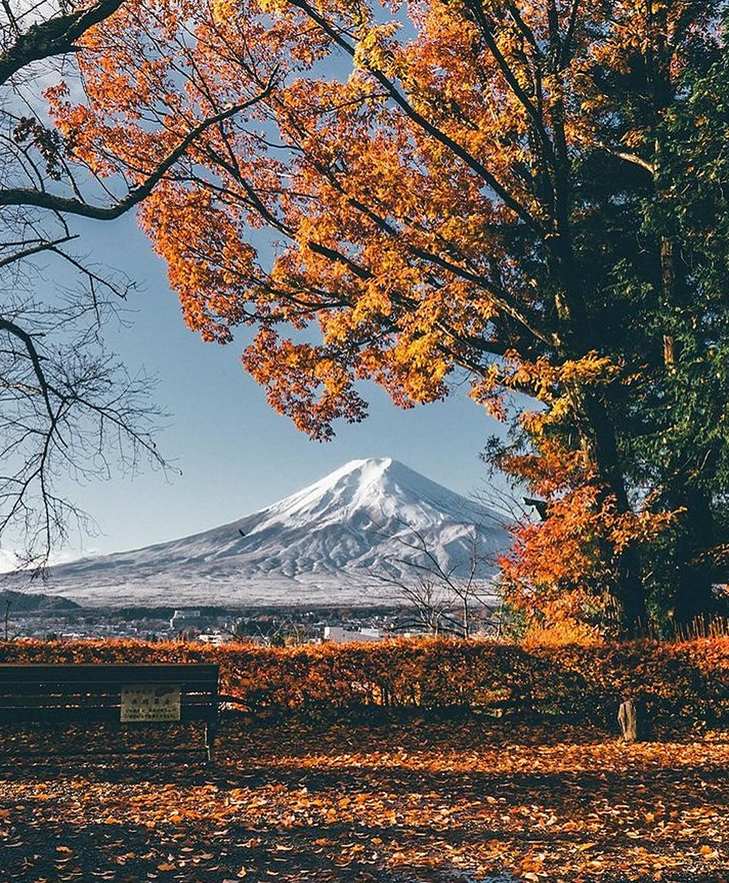 红叶季的富士山,是一幅极美的画卷.