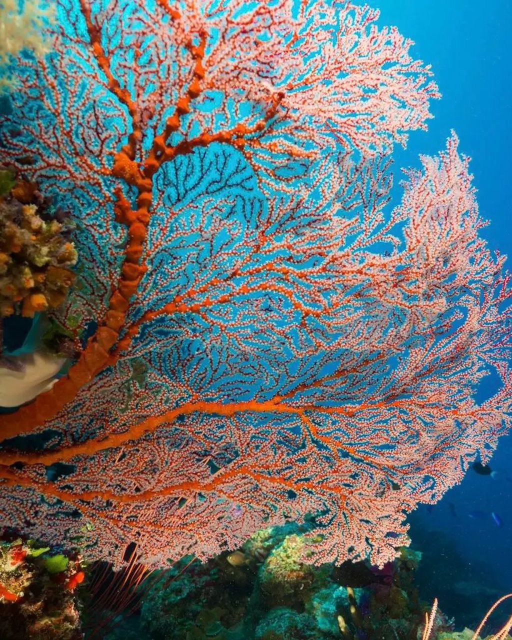 节扇珊瑚  04 学名:melithaea ochracea  04 别名:红色海绵珊瑚