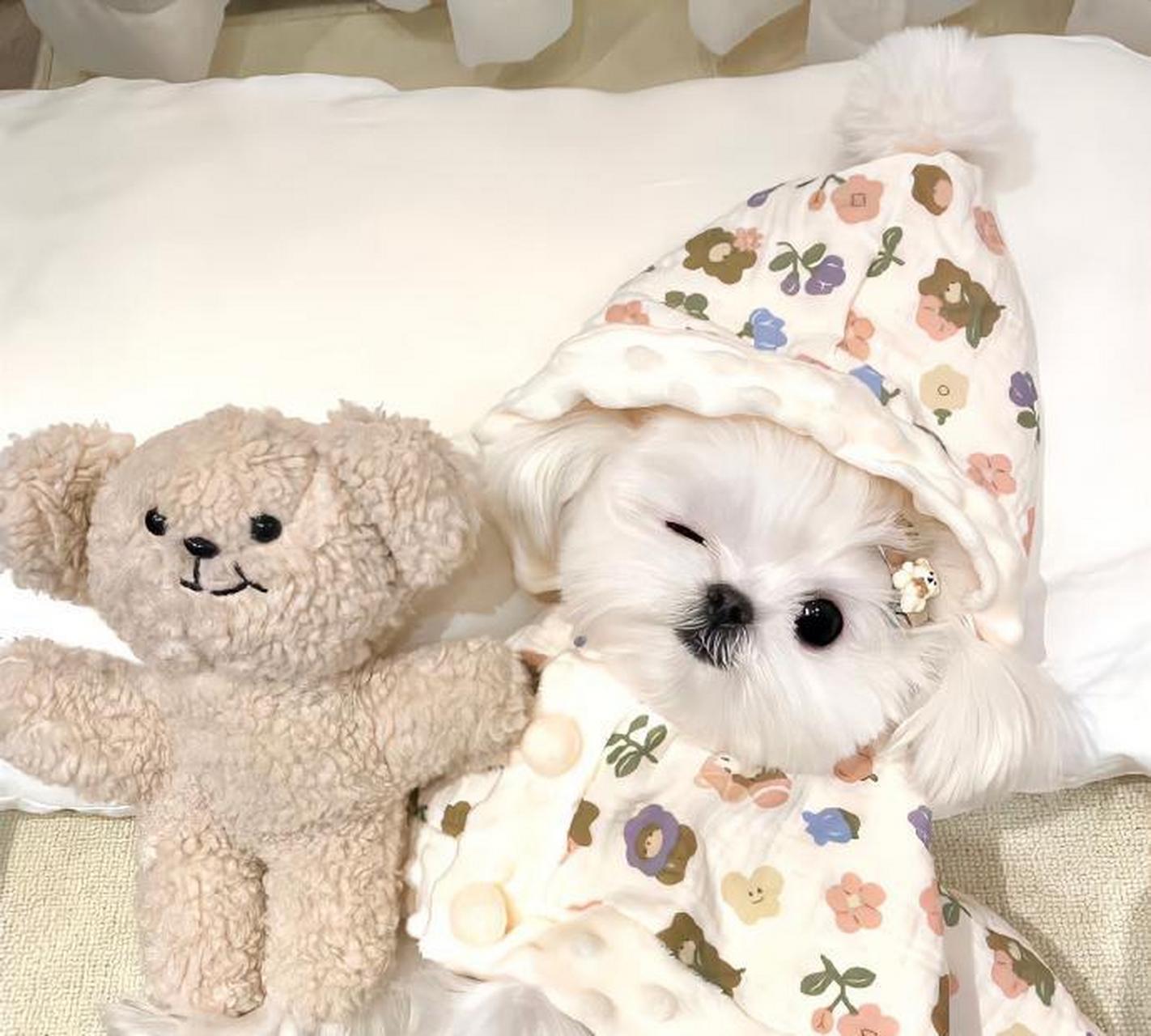 可爱猫咪和狗狗头像