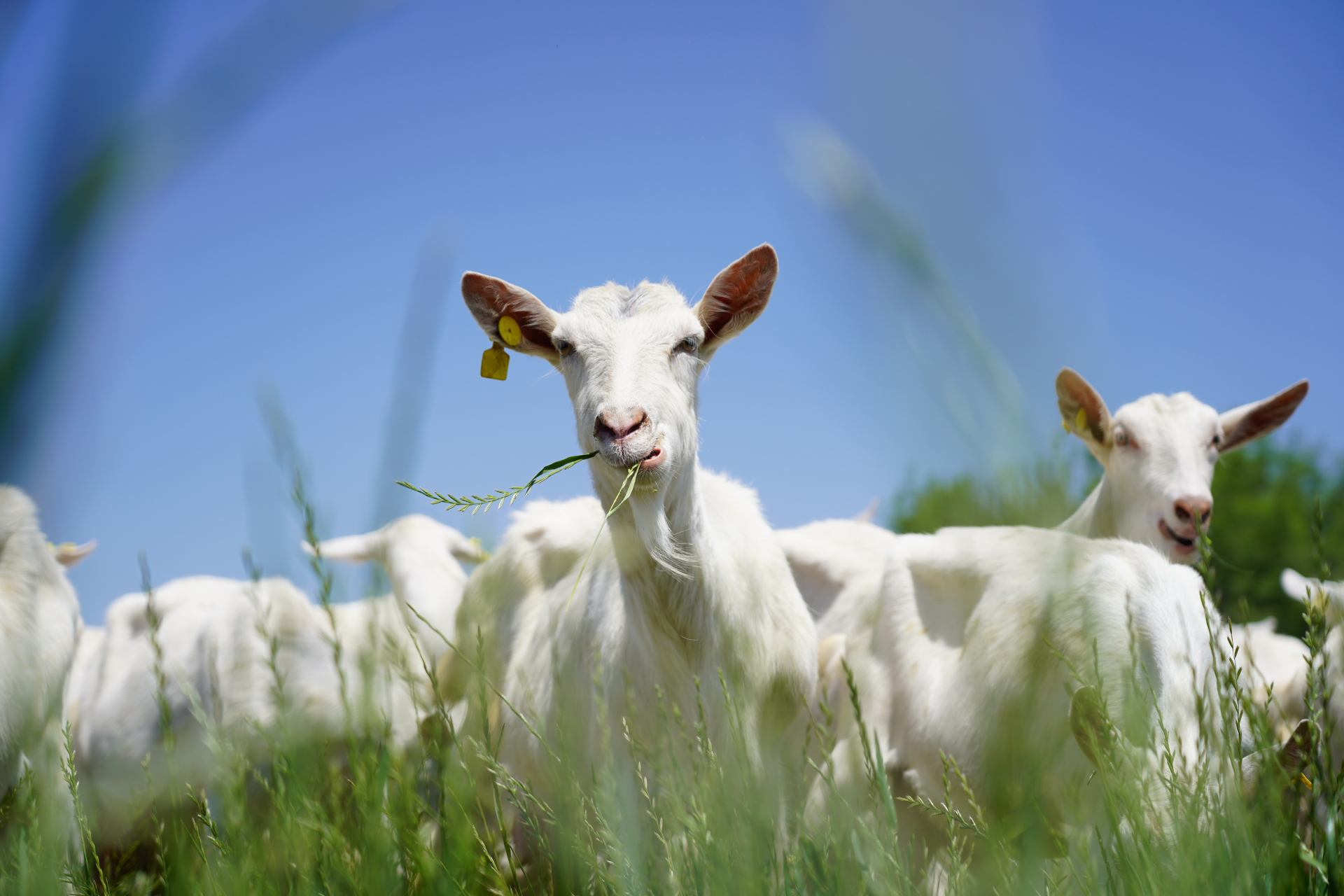 天生营养自然出众#  截至2014年,陕西省的奶山羊存栏已达到50万余只