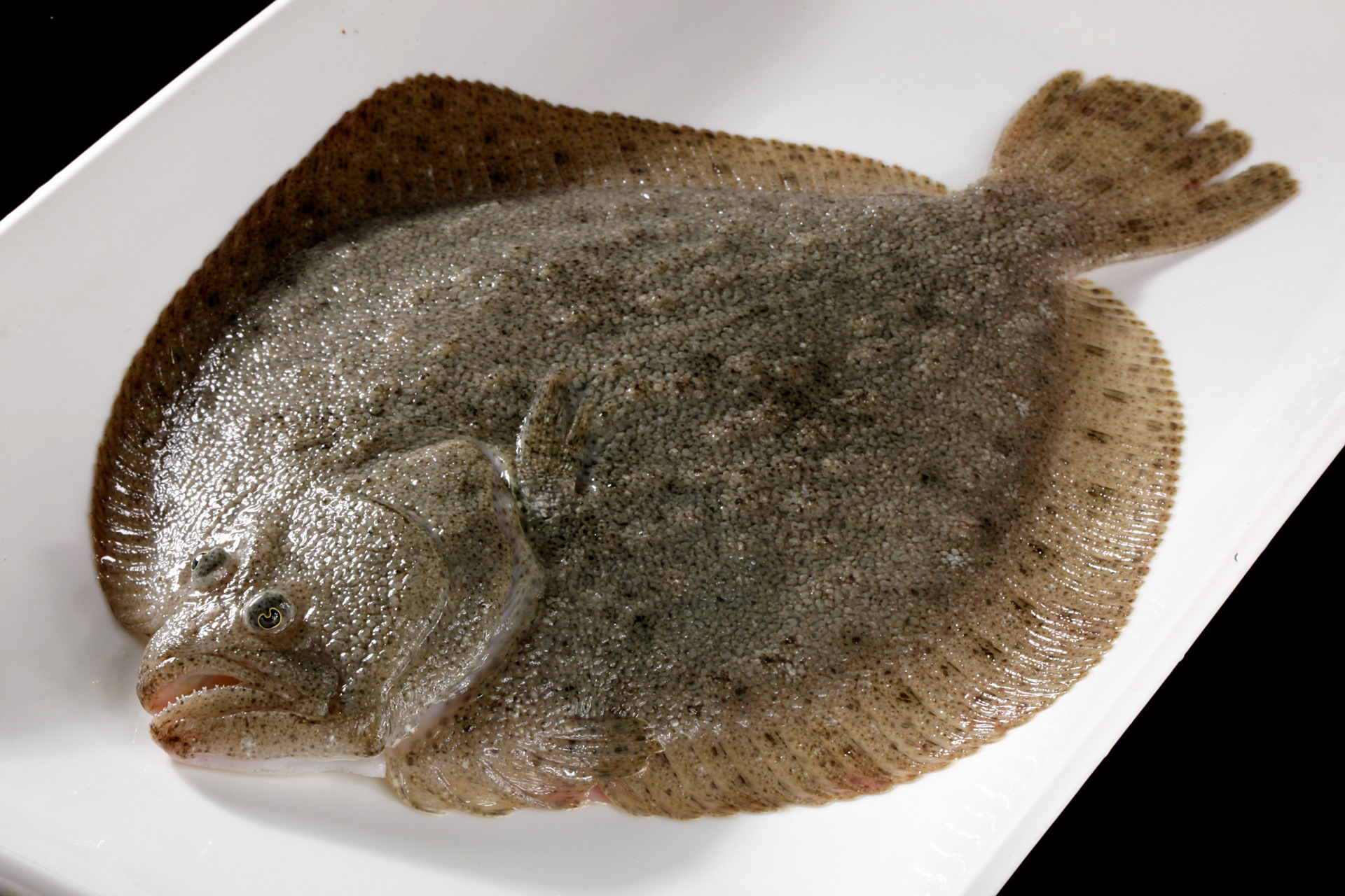 每天陪孩子一起瞧动物 名称:比目鱼 别名:鲽鱼 分类:动物界,脊索动物