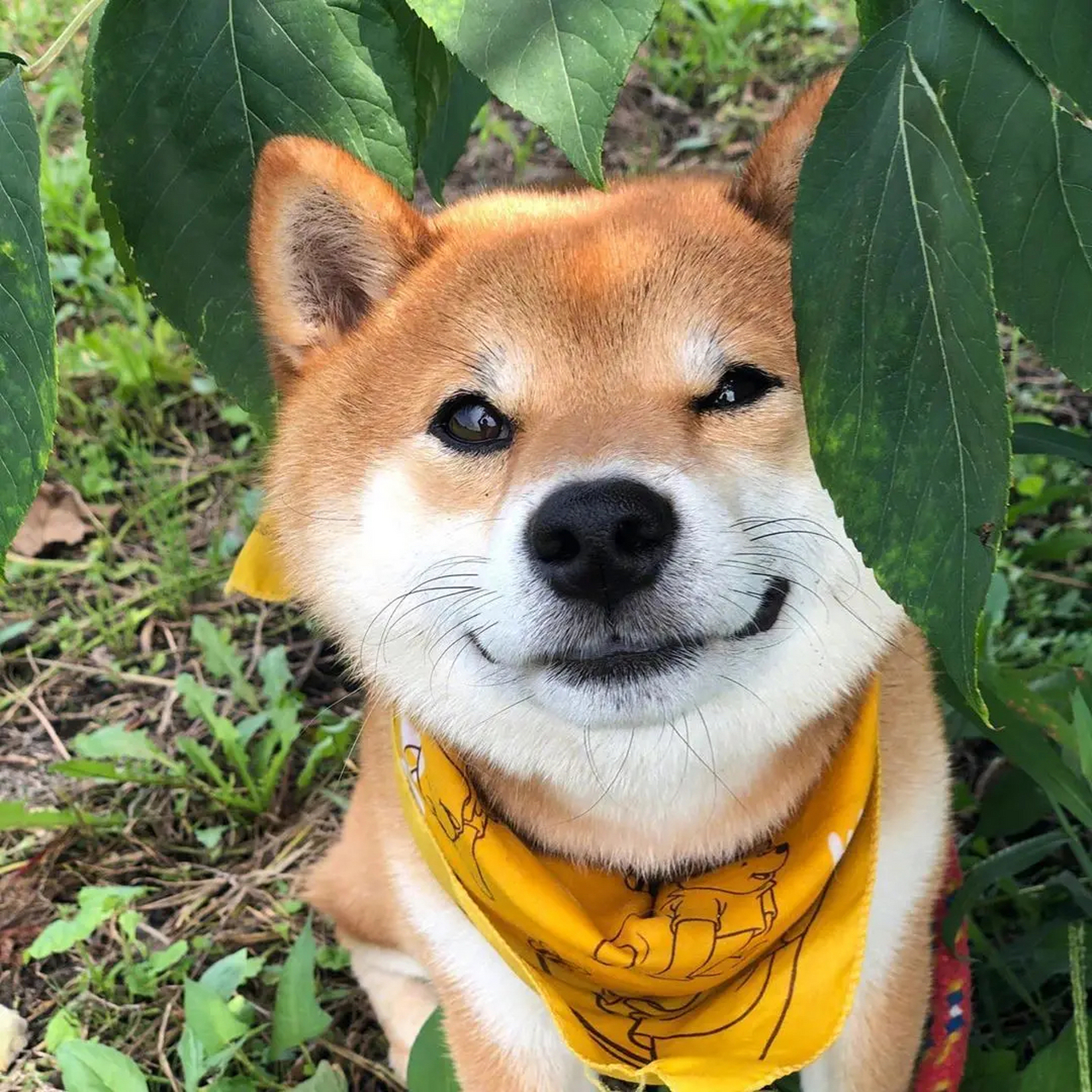 来自秋田犬的微笑: 狗狗的微笑能不能把你的心疼治愈呢?