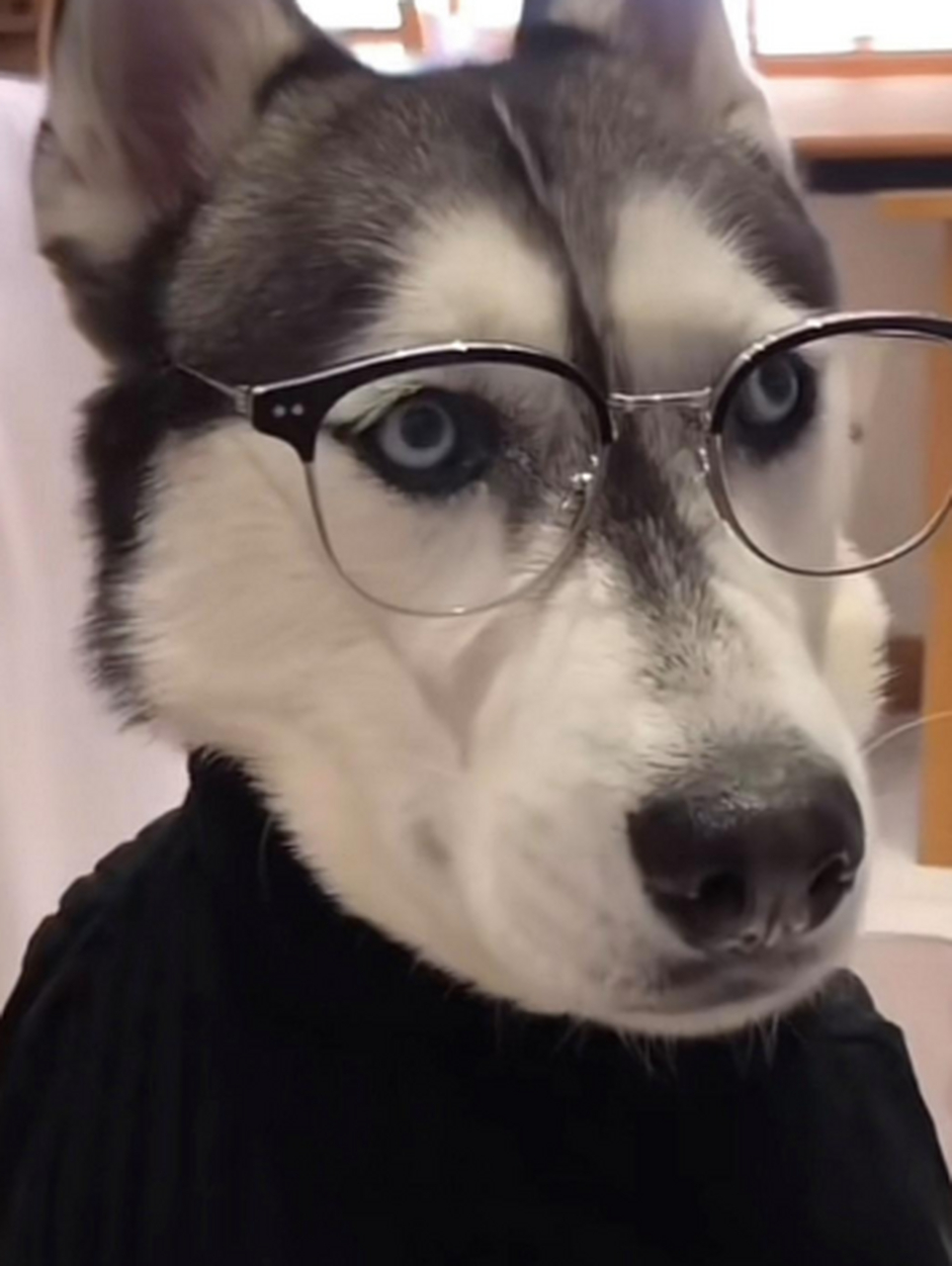 戴眼镜的哈士奇帅不哈哈哈 网友:突然觉得狗都比我俊