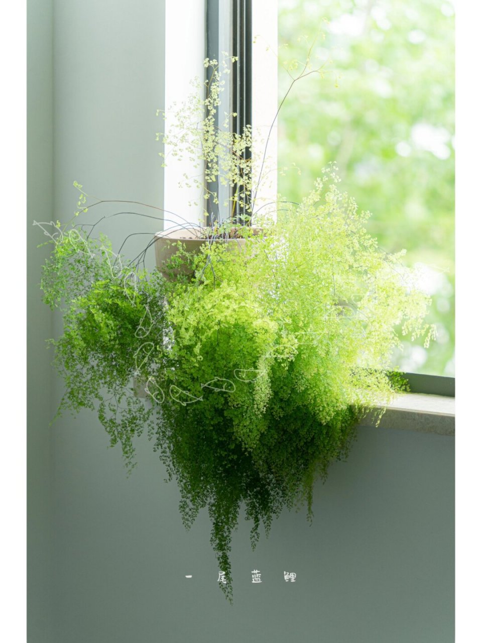 细叶铁线蕨  铁线蕨不容易养死,但很容易养残