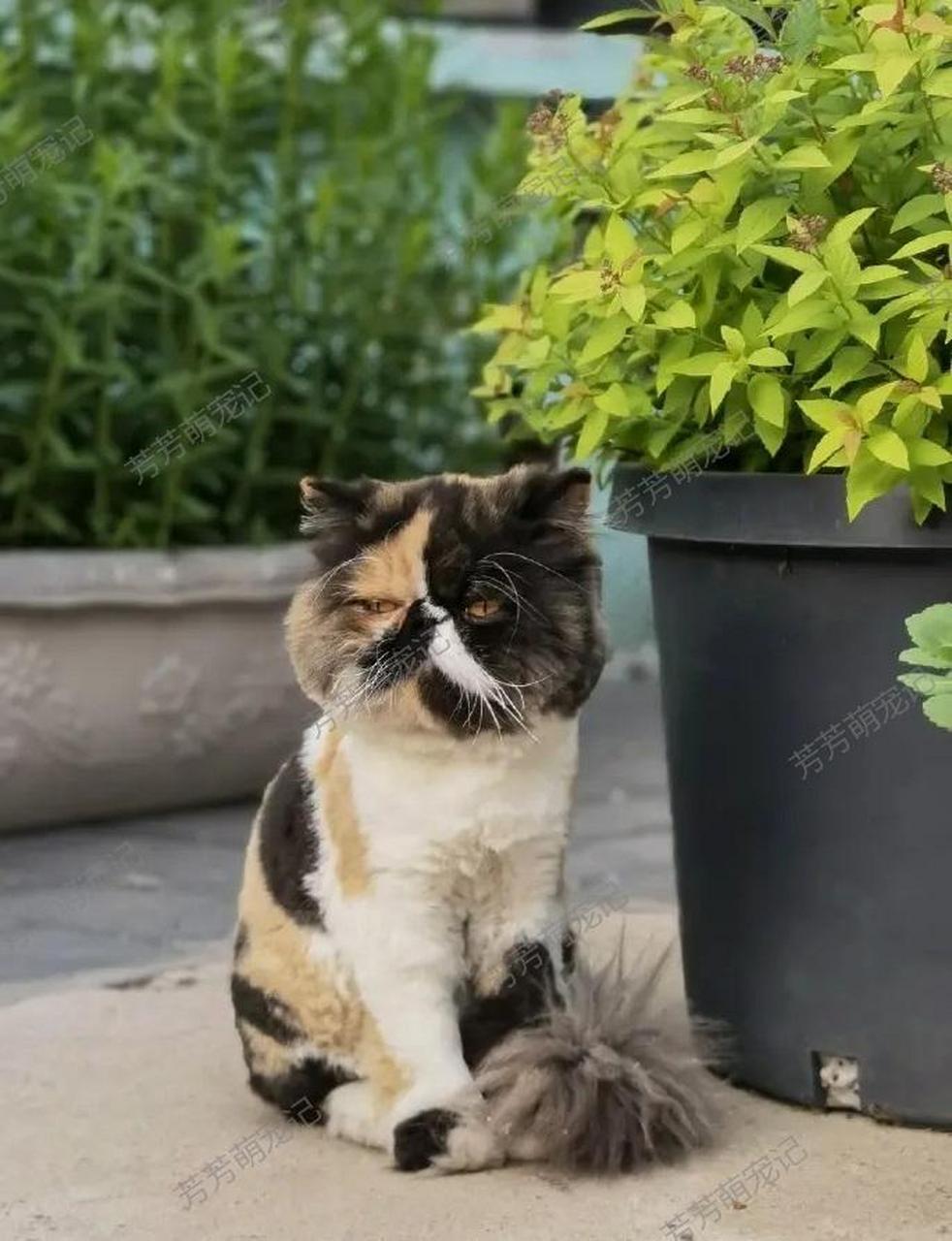 [大笑]第一次见长得这么丑的猫,关键是色彩还特别缤纷,两撇小胡子的