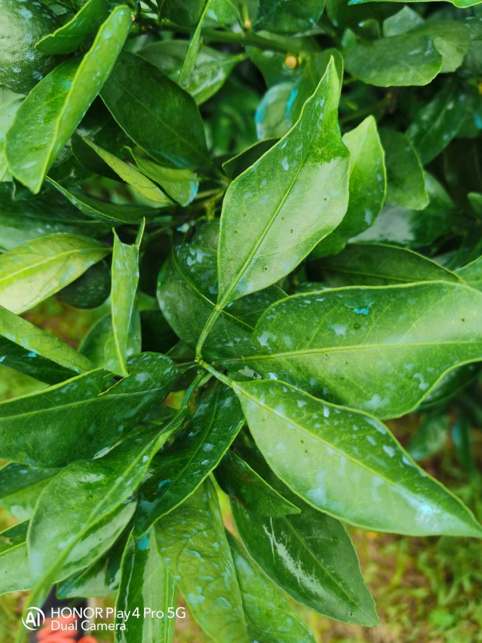 夏天红蜘蛛防治用药  不严重: 1,双甲脒 螺螨酯;2,阿维乙螨唑;3,开得