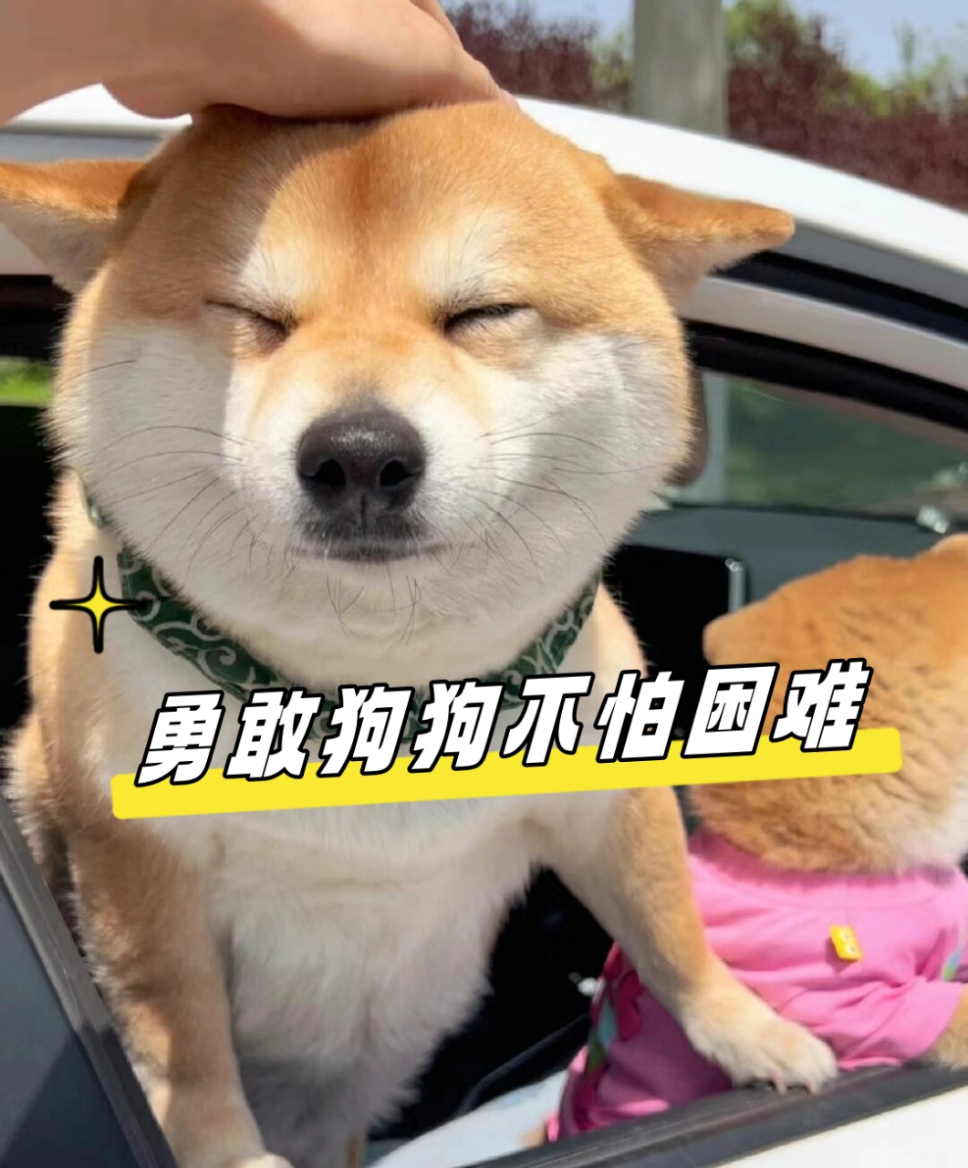 强壮柴犬表情图片