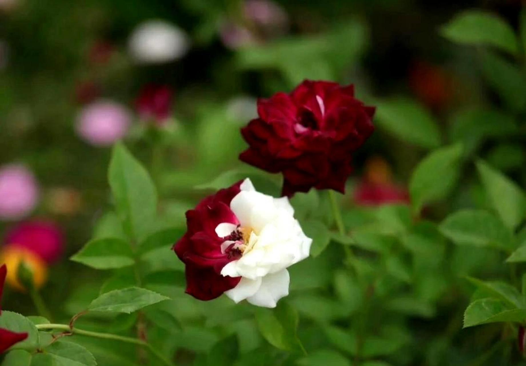 这朵双生玫瑰,一半热情如火的红,一半纯净无瑕的白.