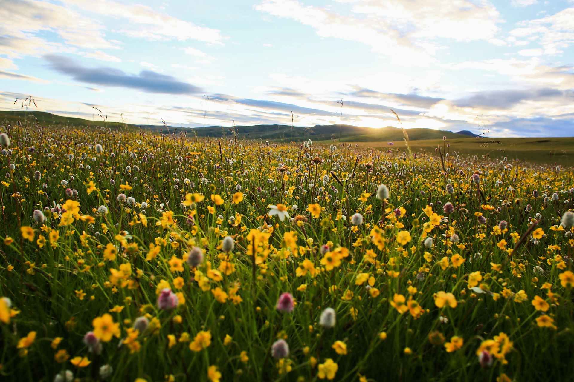 甘南# #花海# #鹅木塘