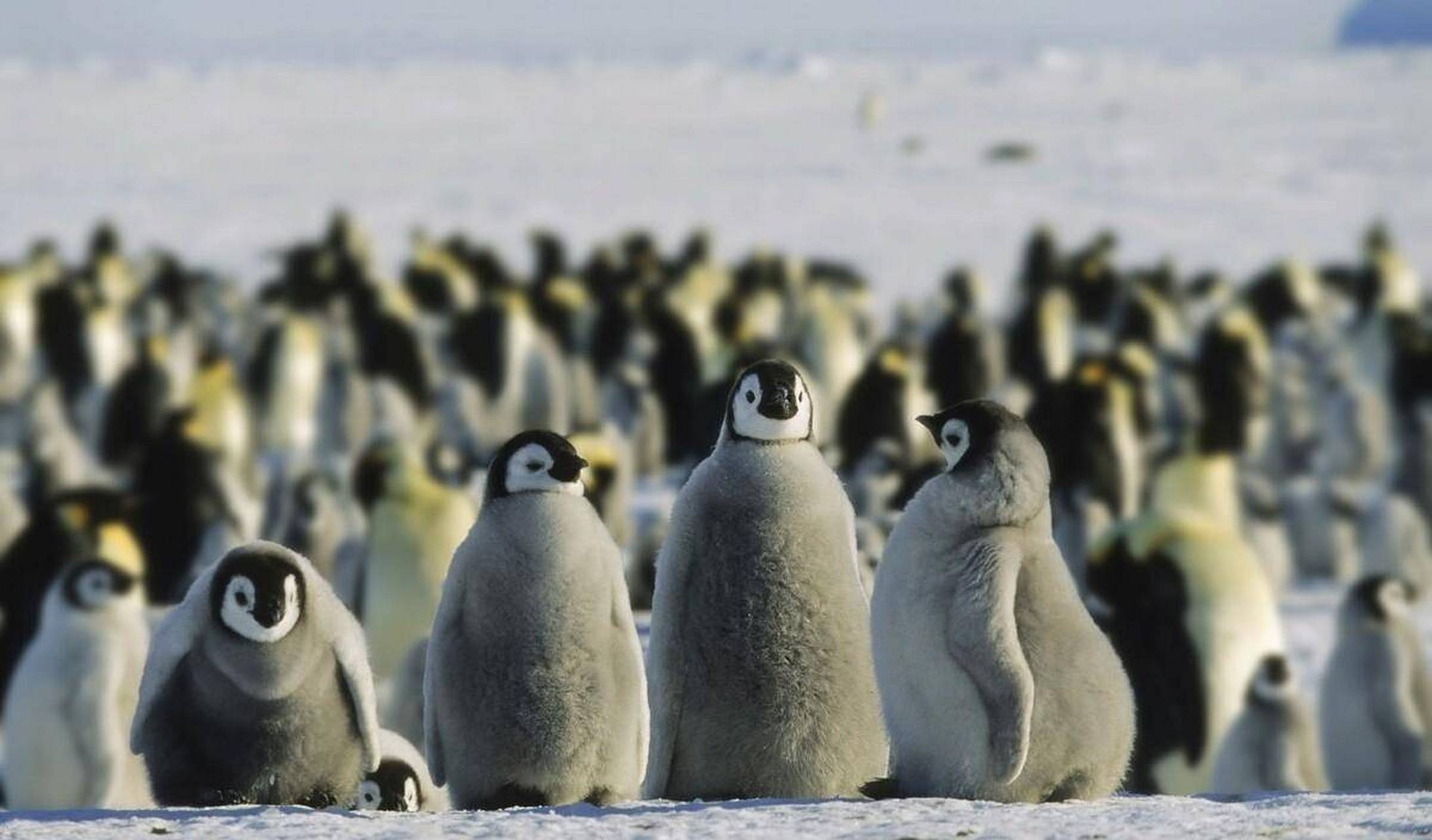 企鹅汇图一天能赚300图片