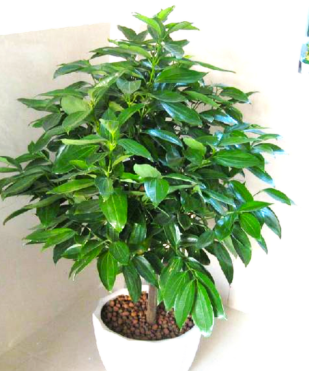 盆栽 平安树 养殖方法和注意事项  今天给大家分享关于平安树养殖方法