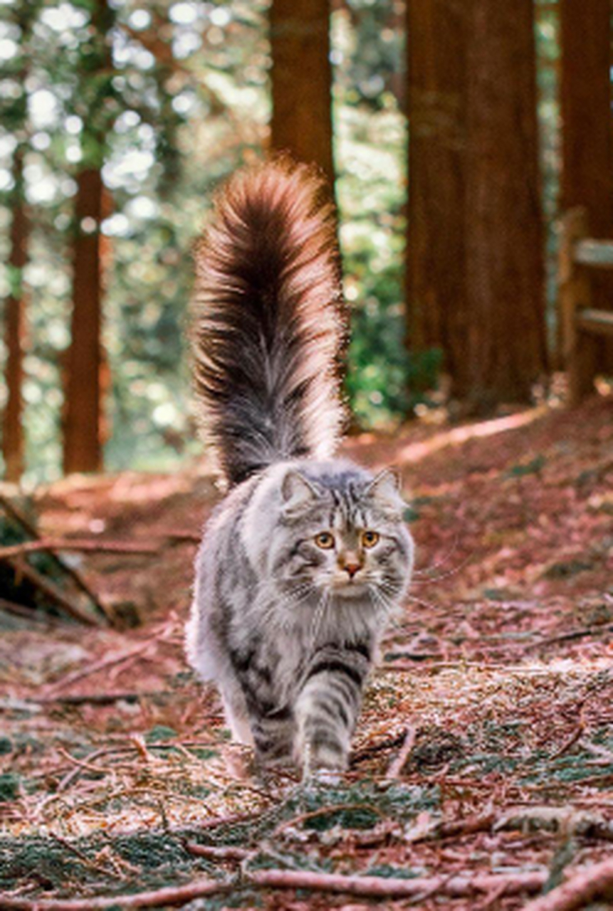 这是什么品种的猫?尾巴怎么这么长.