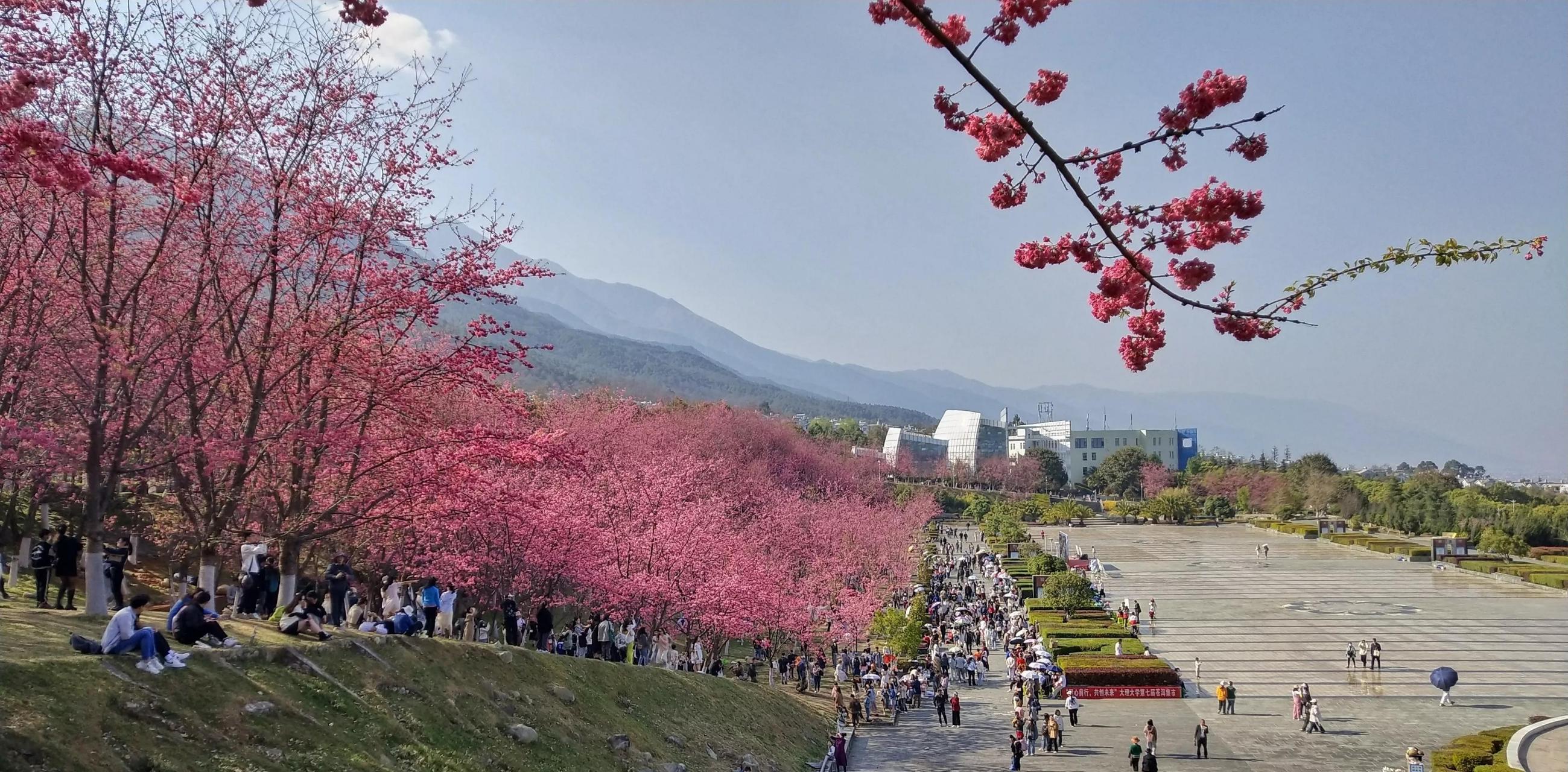 去有花的地方 樱花开了,67大理大学给出了开放日,今年全年只有4天的