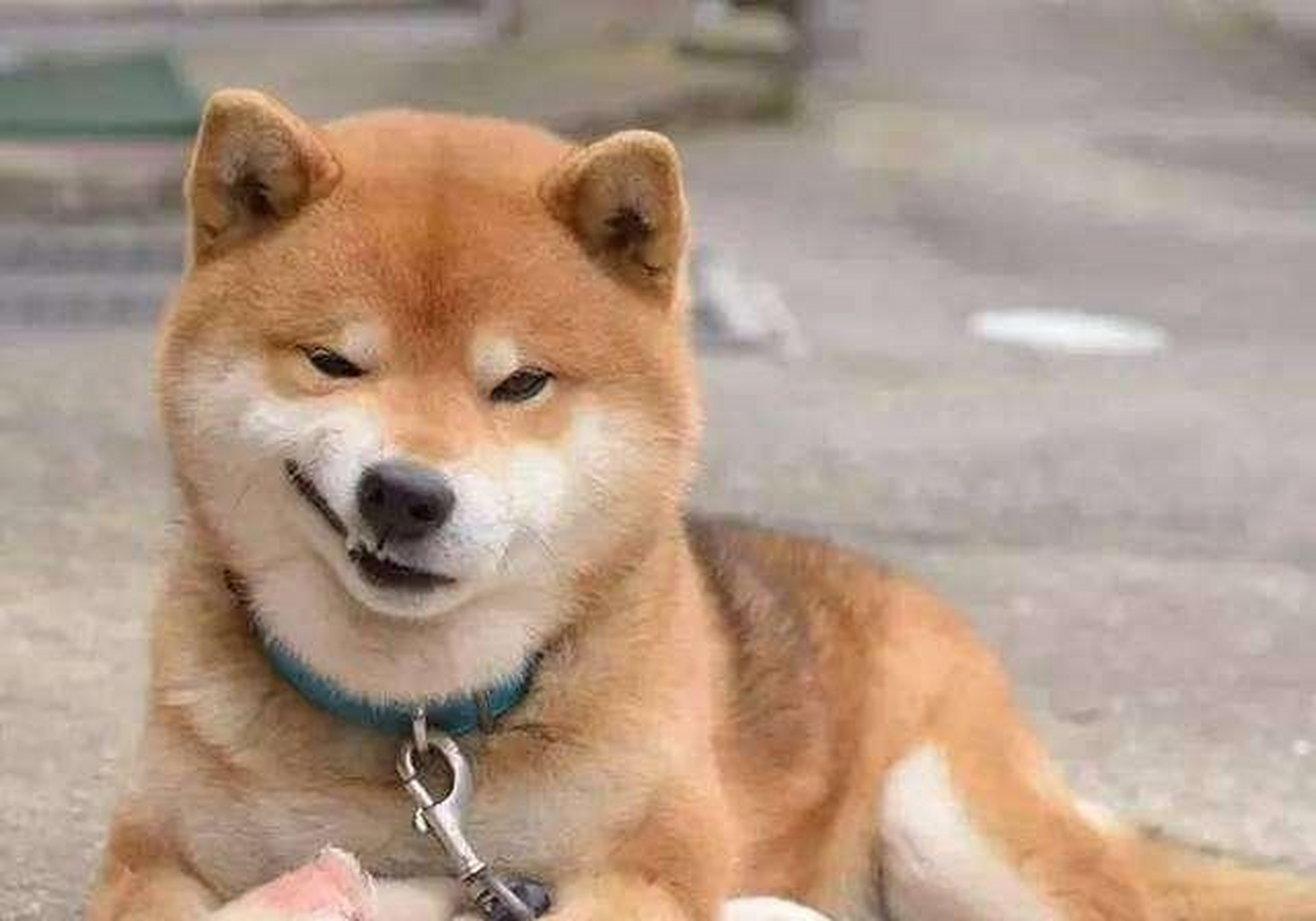 狗狗界的表情帝:柴犬爆笑图集[锦旗]